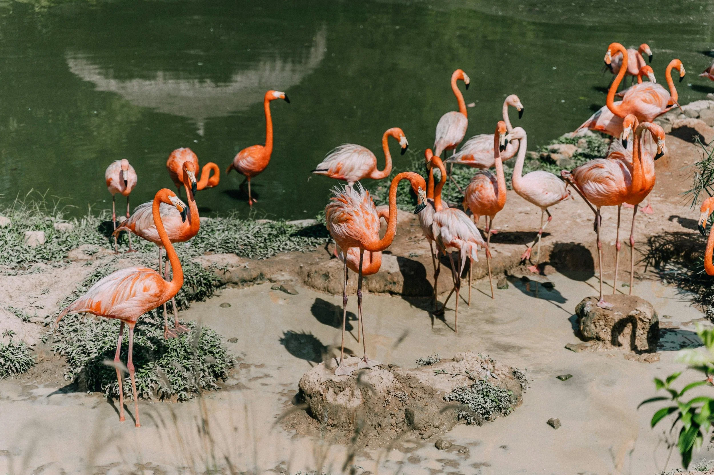A picture of flamingo birds at the pink lake in Kenya