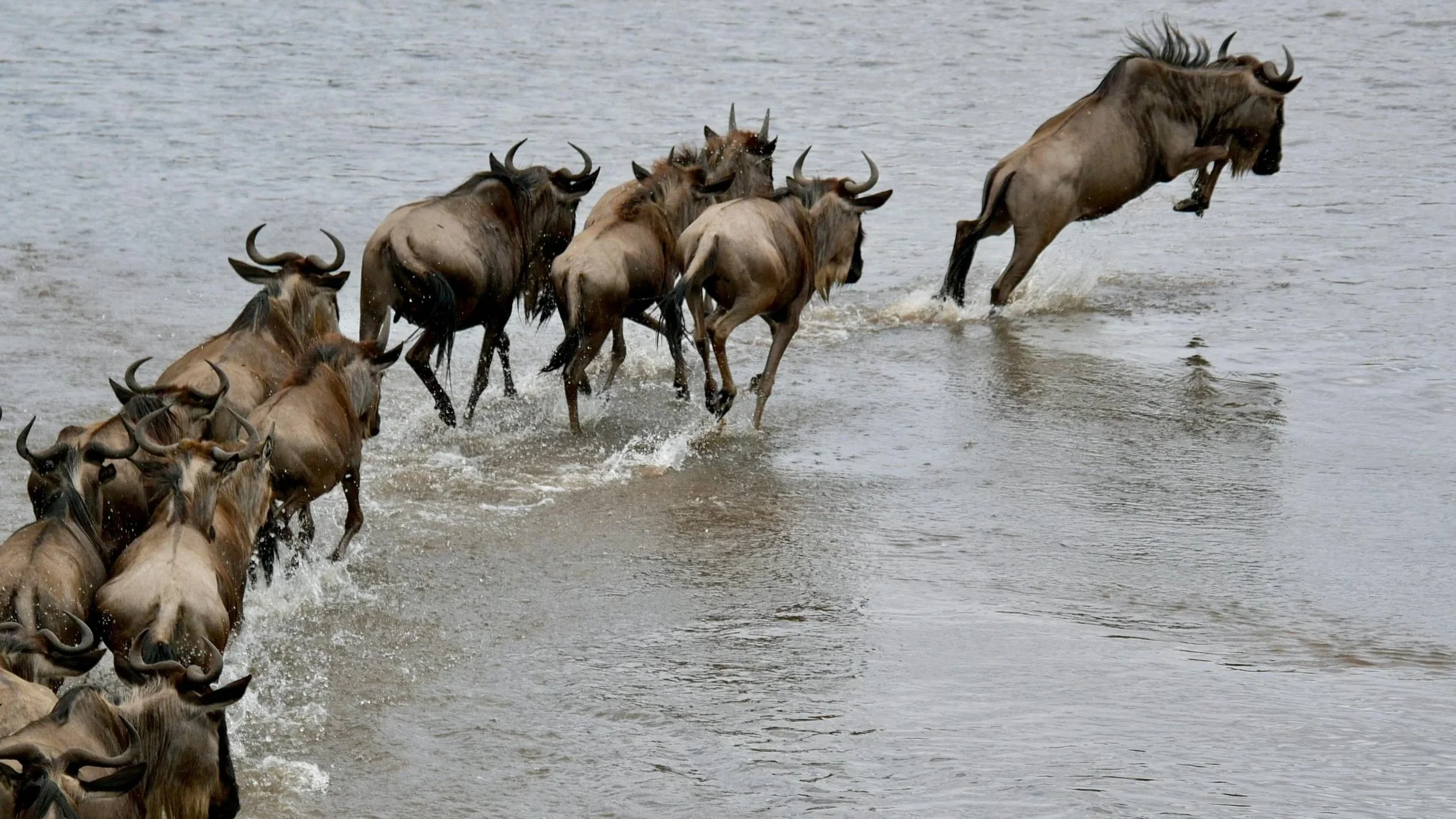 Wildebeest migration over Segrenti