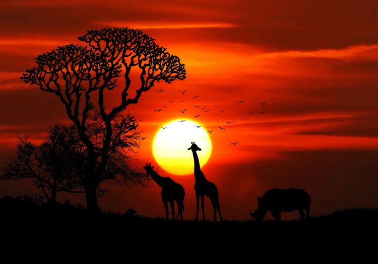 Tanzania vs Kenya Safari: Which One Is Right for You?