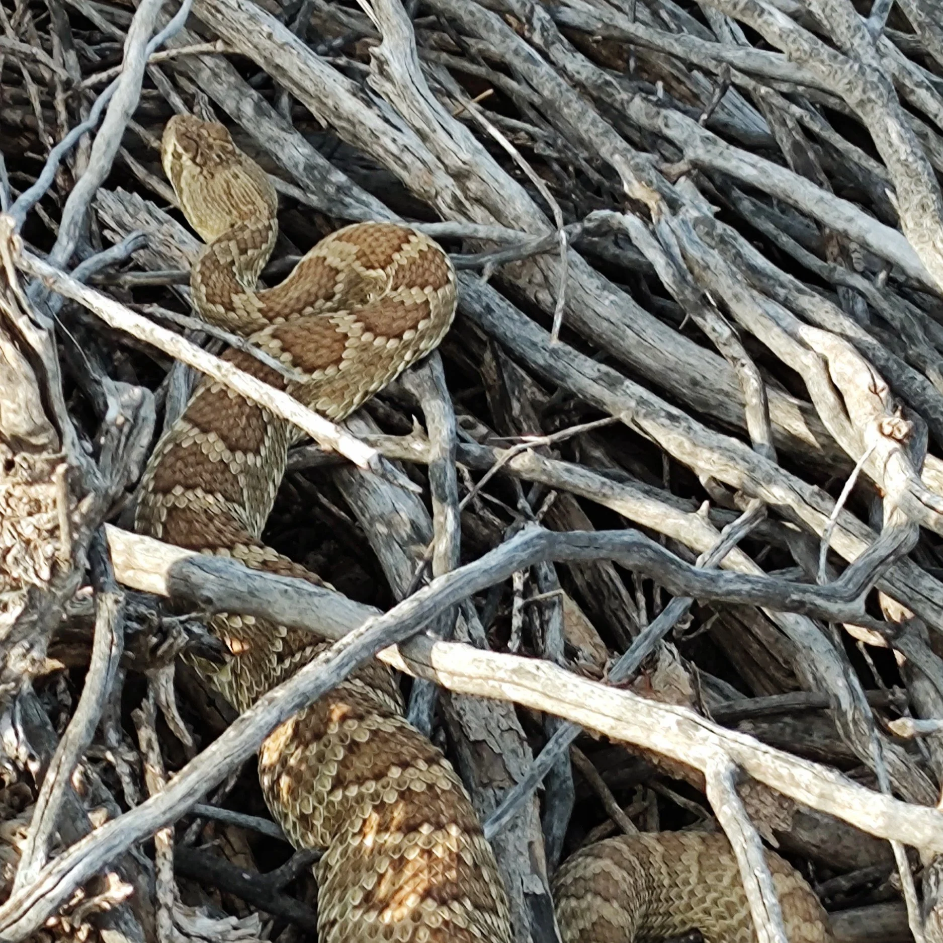 rattlesnake: red diamondback.jpg