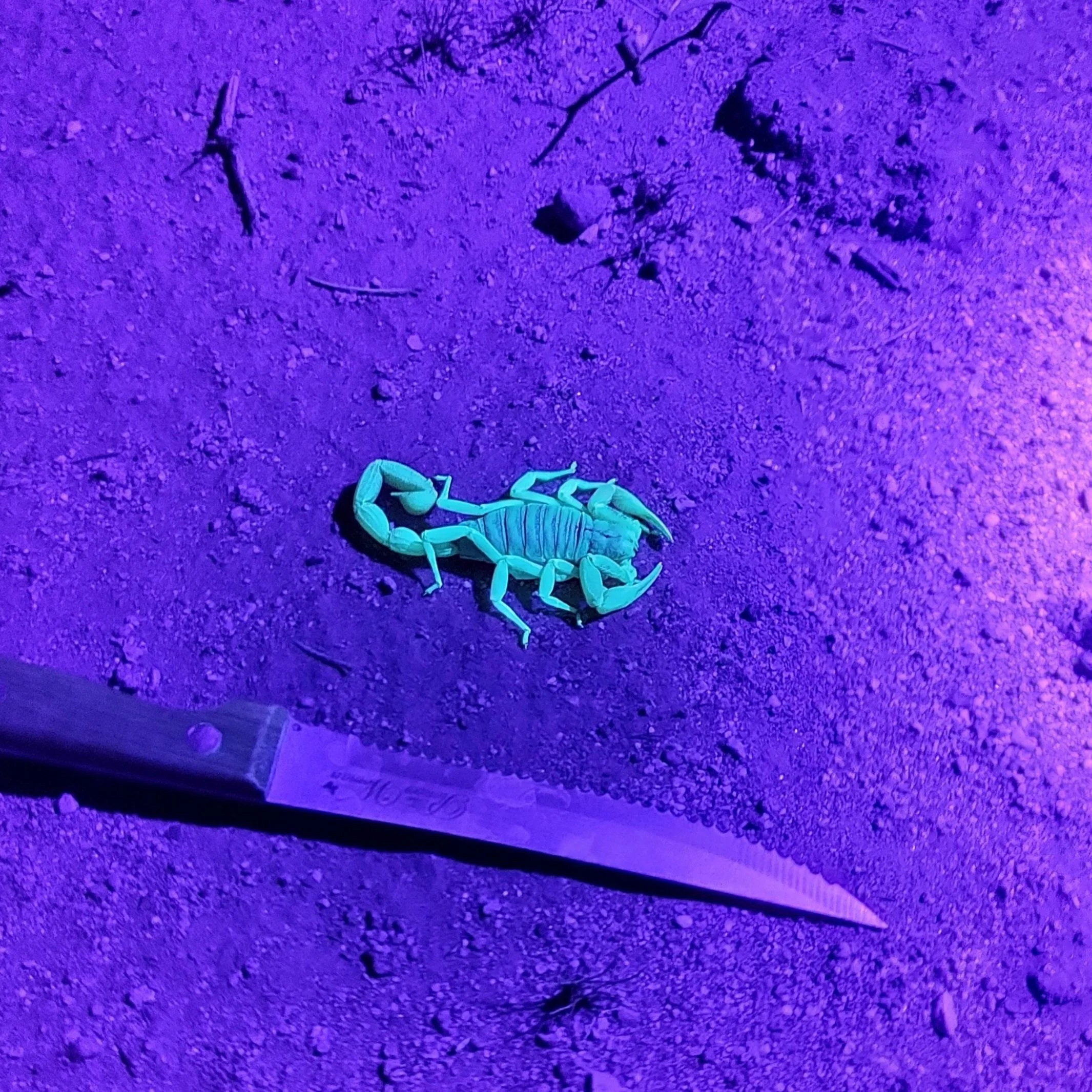 scorpion: large, glow, with knife.jpg