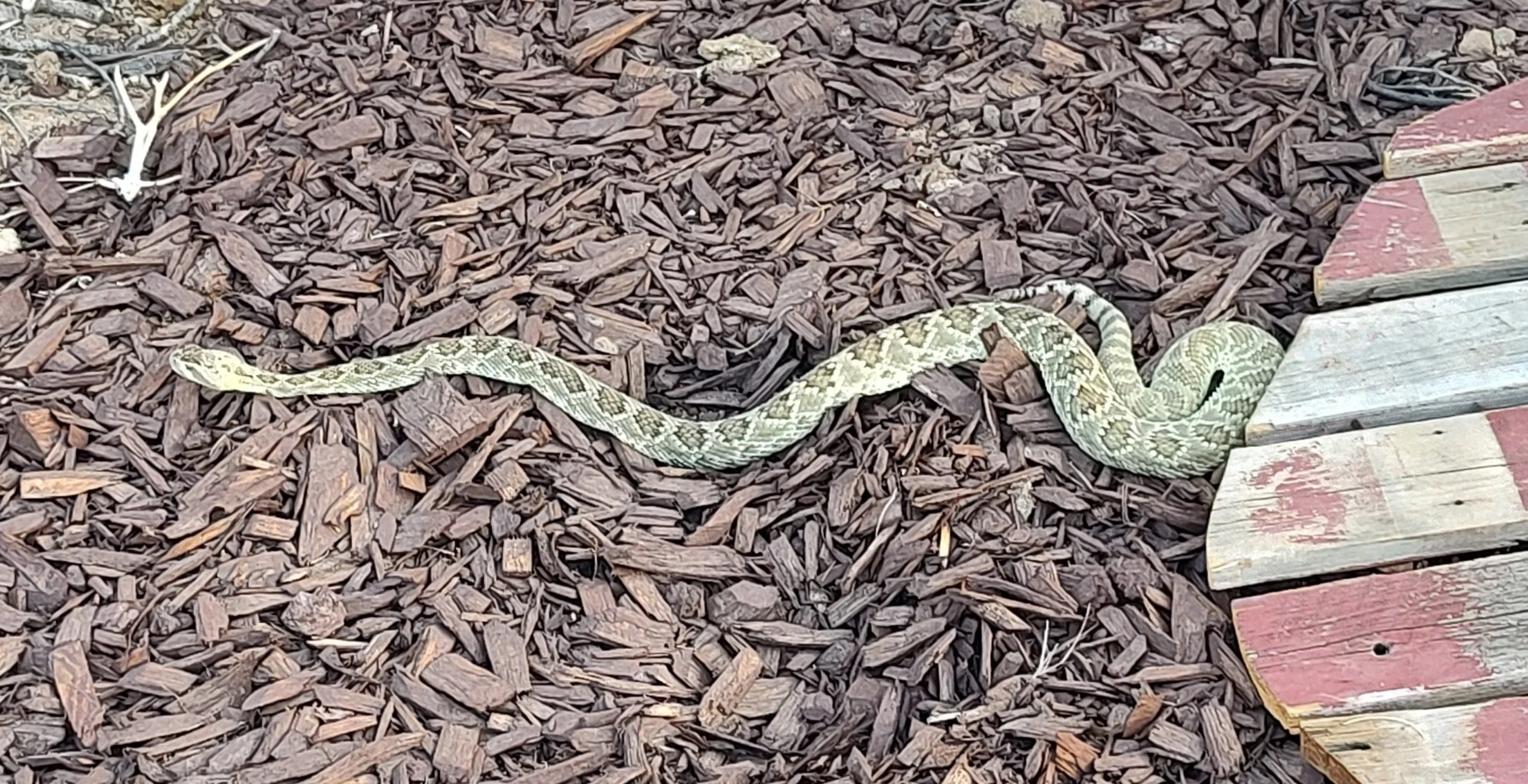 rattlesnake: garden.jpg