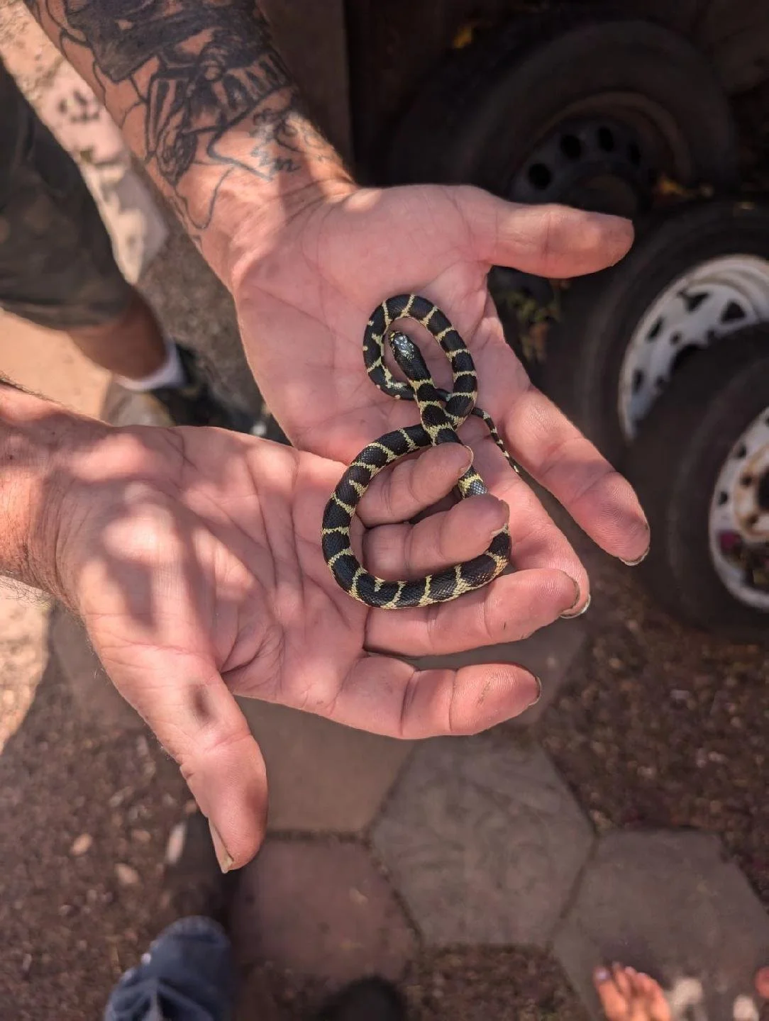 garden snake: small, in hand.jpeg