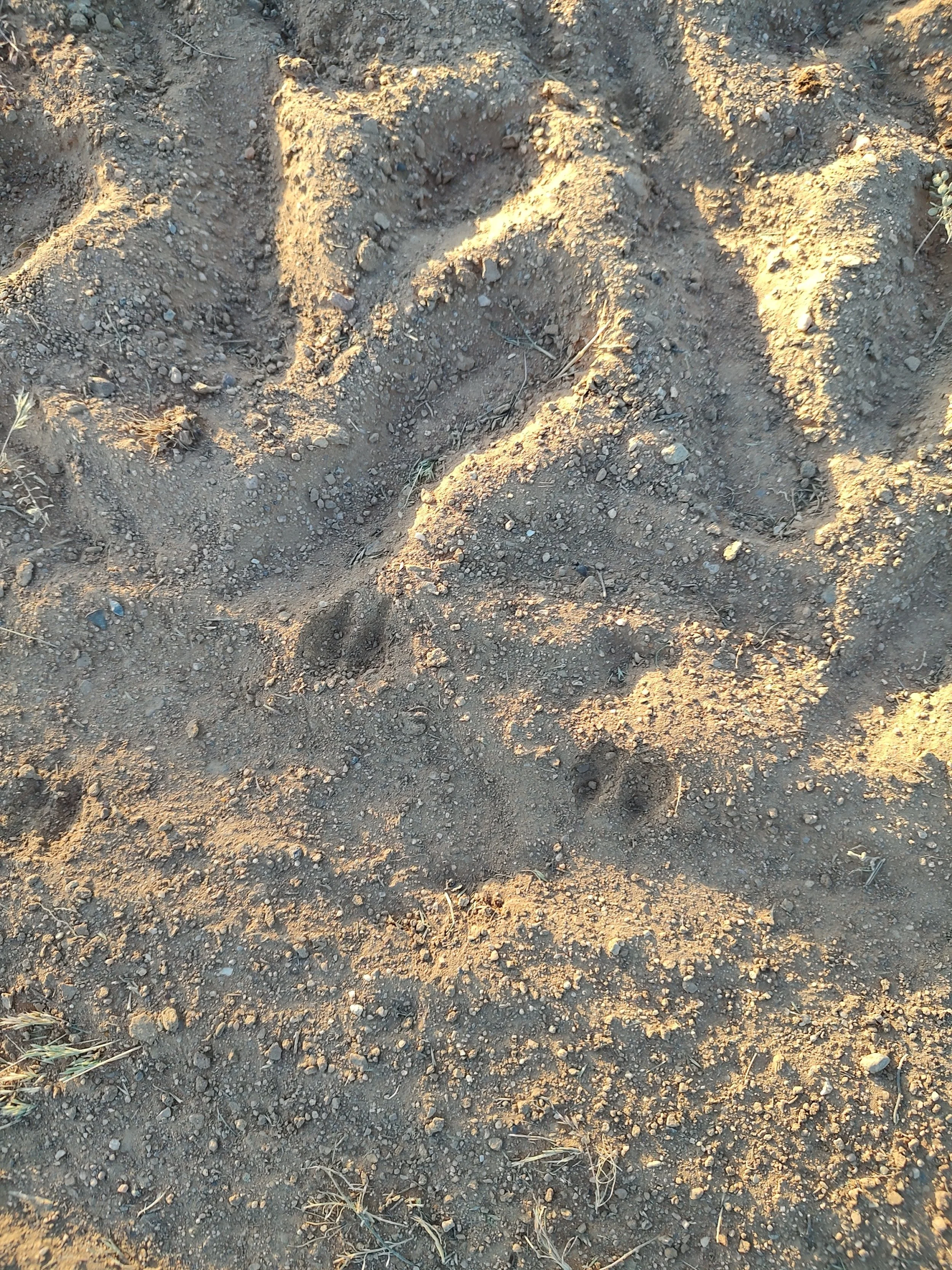 javalina: prints in sand.jpg