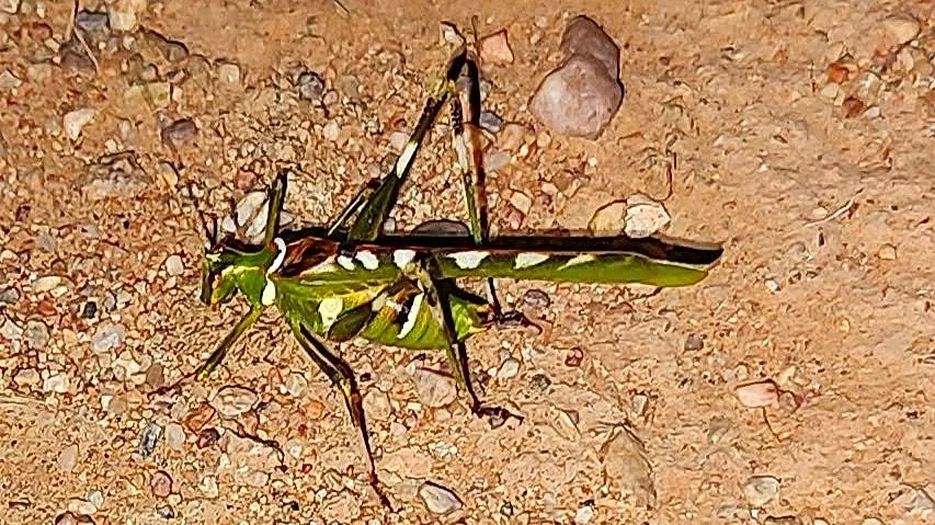 Creosote Bush Katydid (Insara covilleae)
