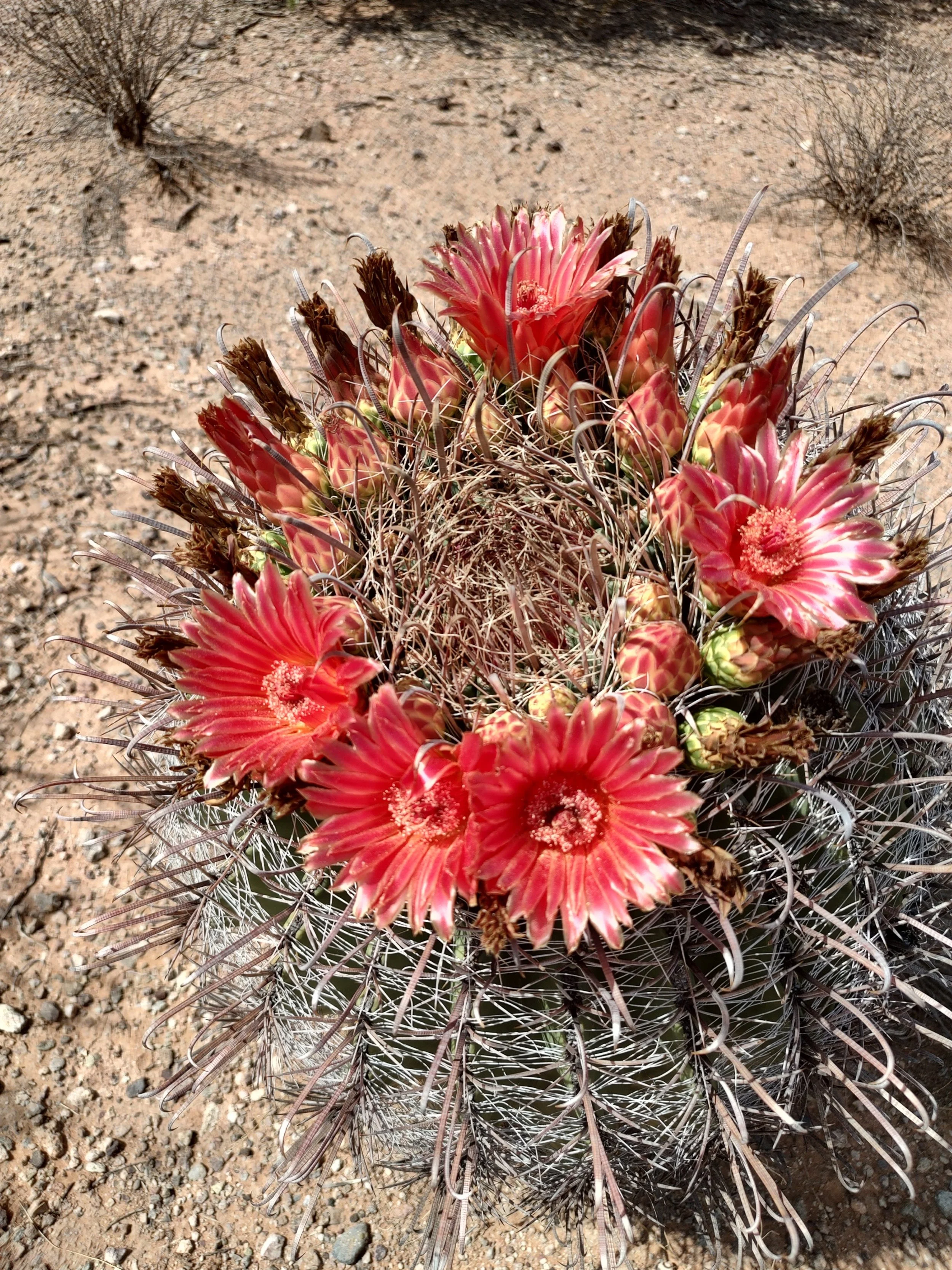 Top 10 Reasons to Camp in Tucson This Spring