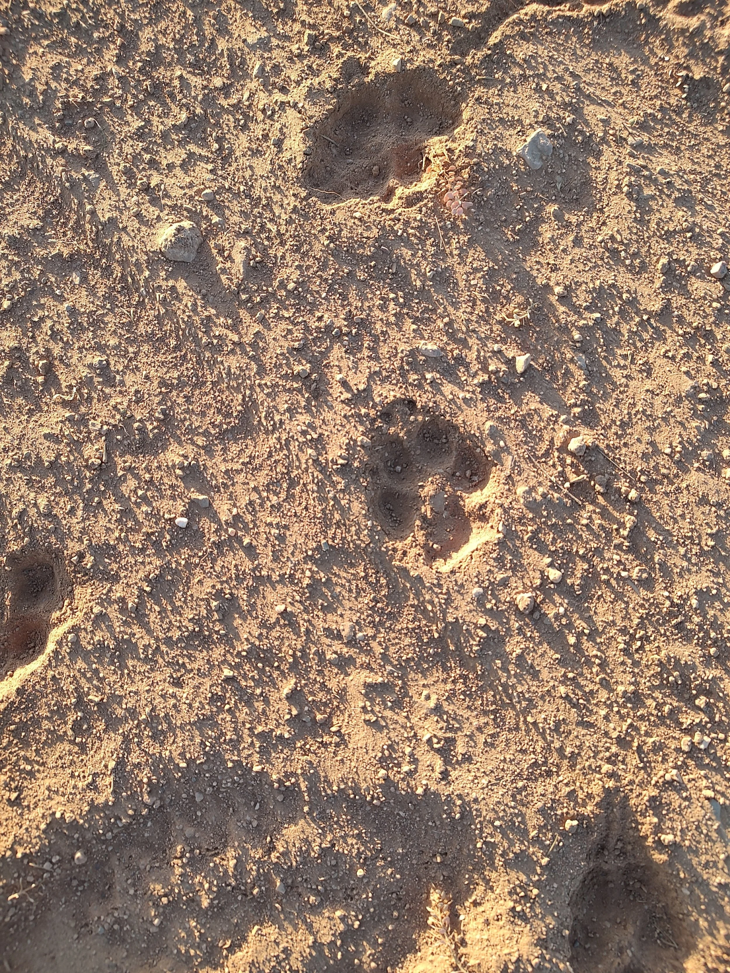 dog: prints in sand.jpg