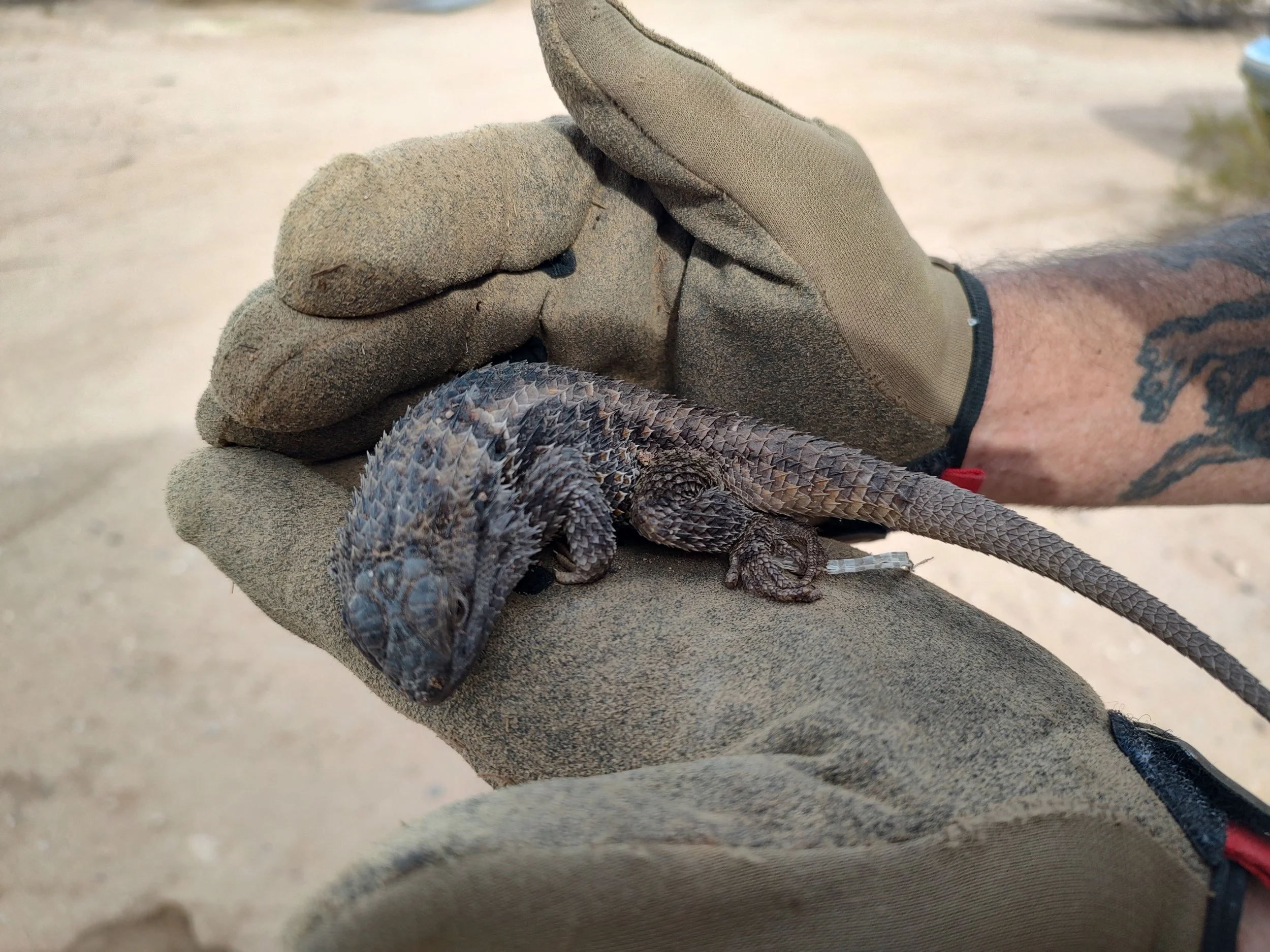 desert spiny lizard: in glove.jpg