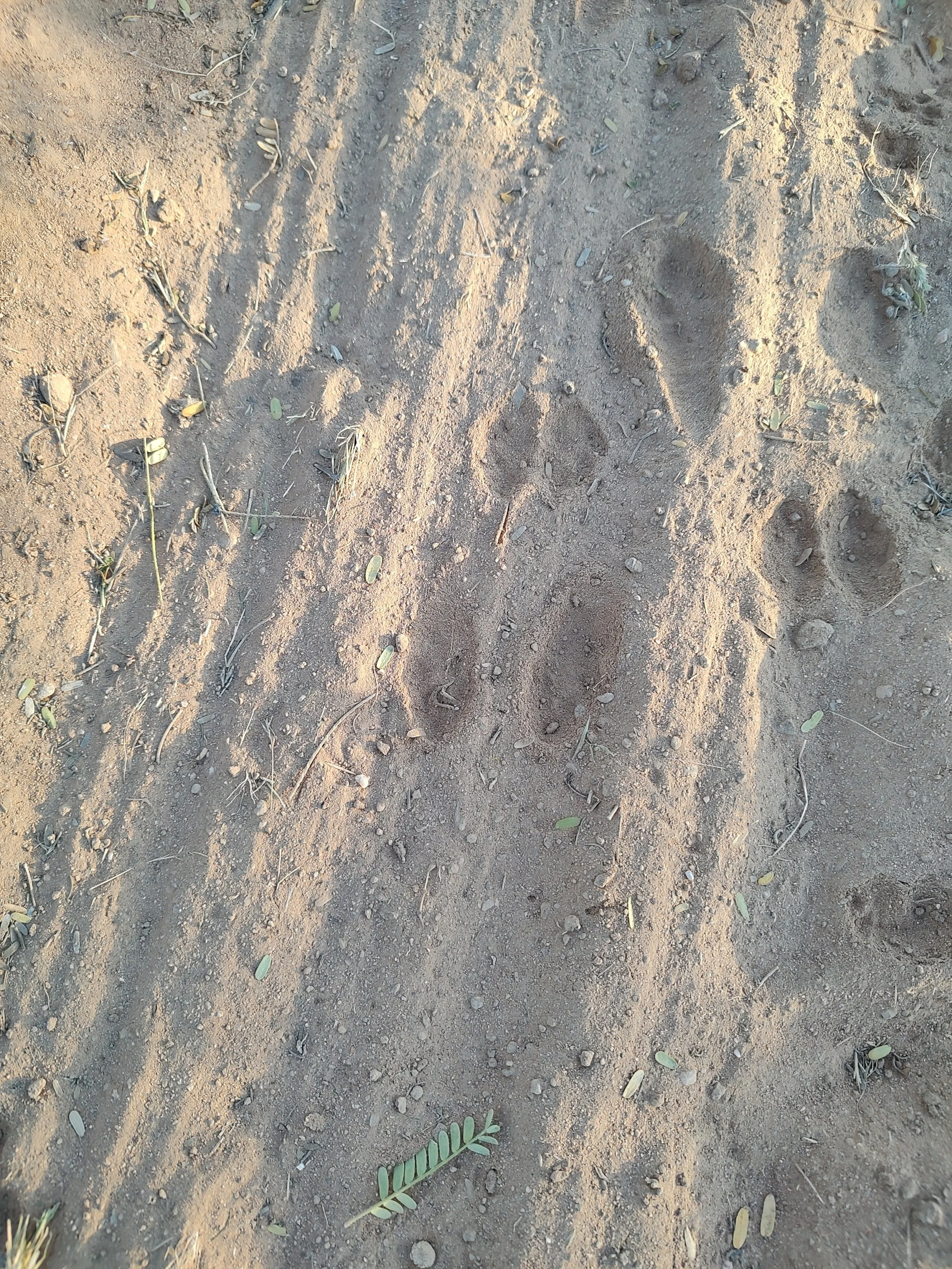 cottontail rabbit: prints in sand.jpg