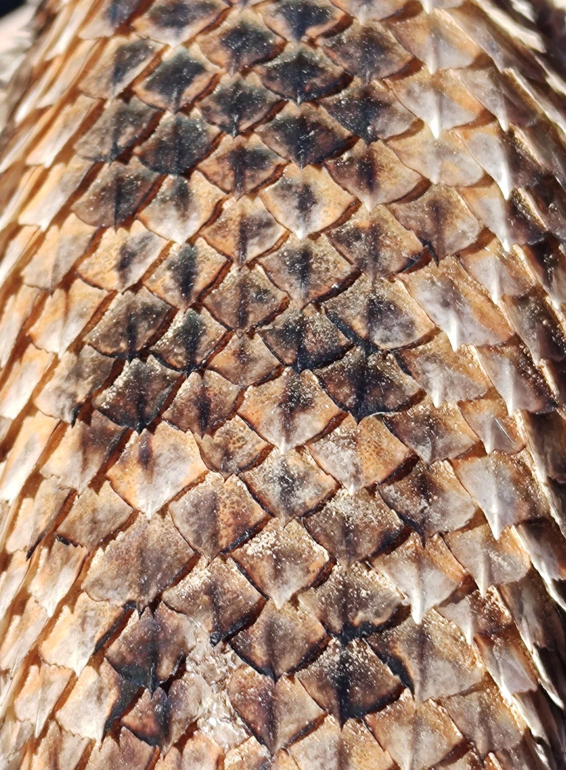  close up photo of the back of a spiney lizard. Showing the color variations in its scales.