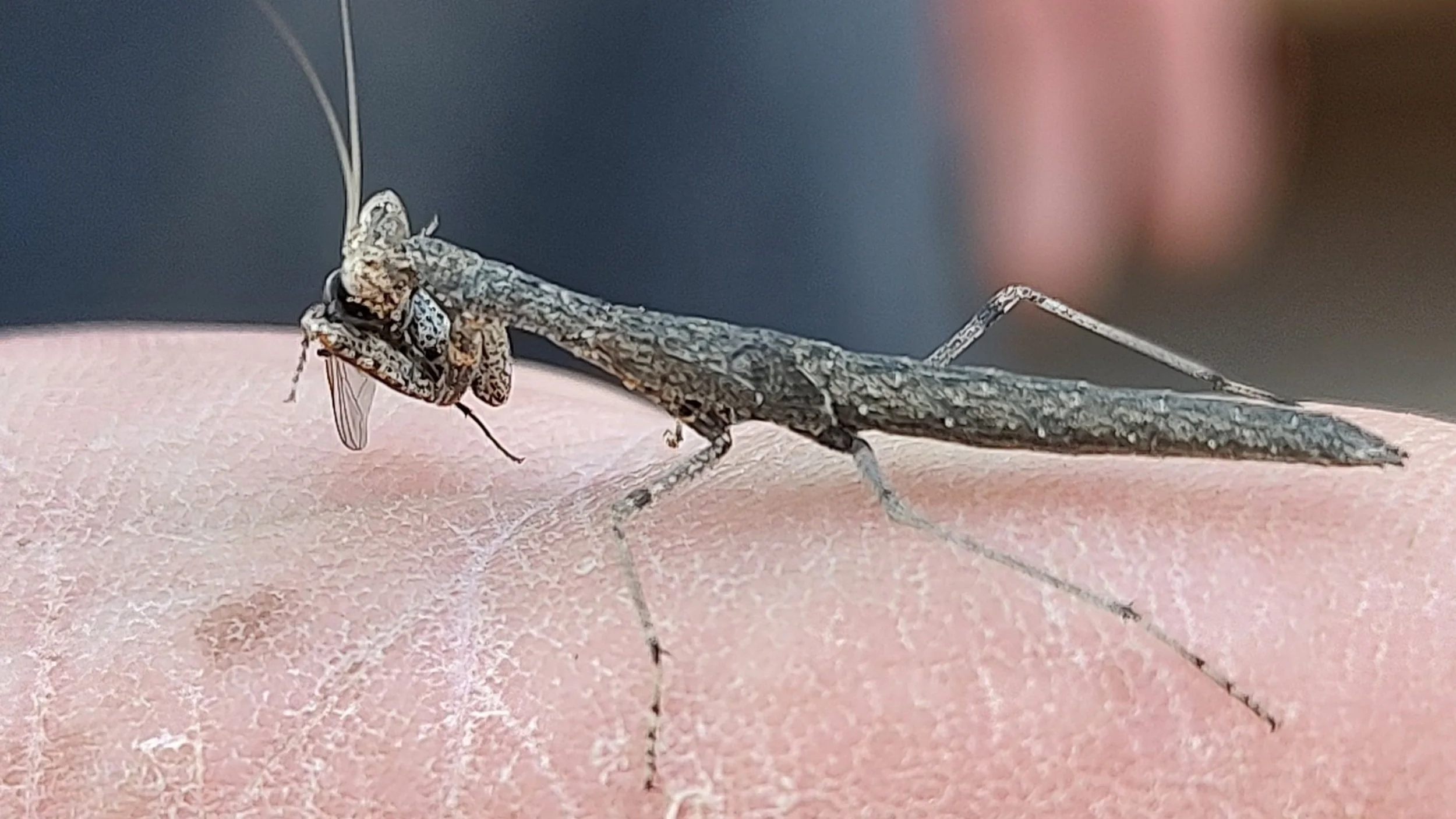 praying mantis: small, eating fly.jpg