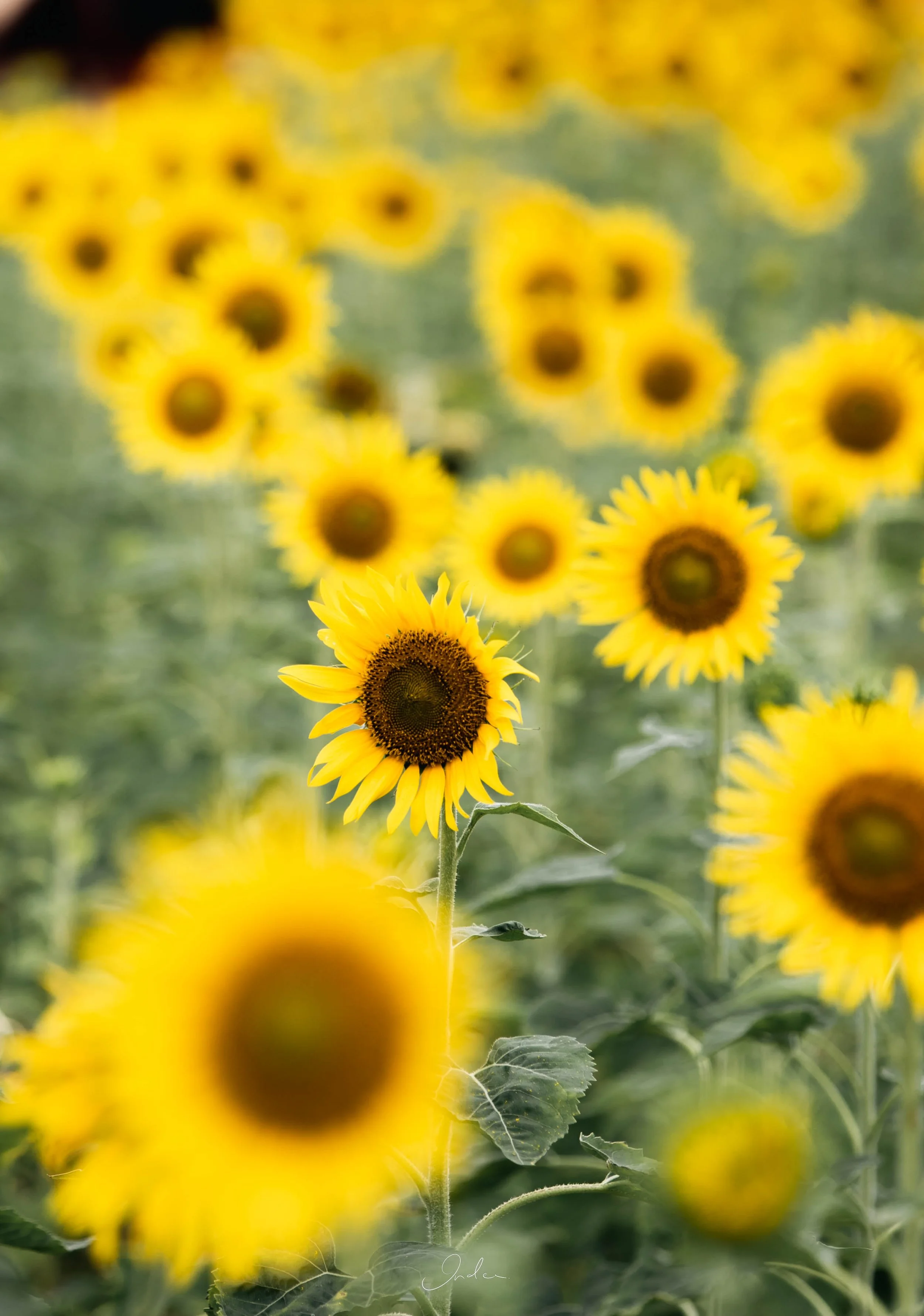 sunflower (1 of 1).jpg
