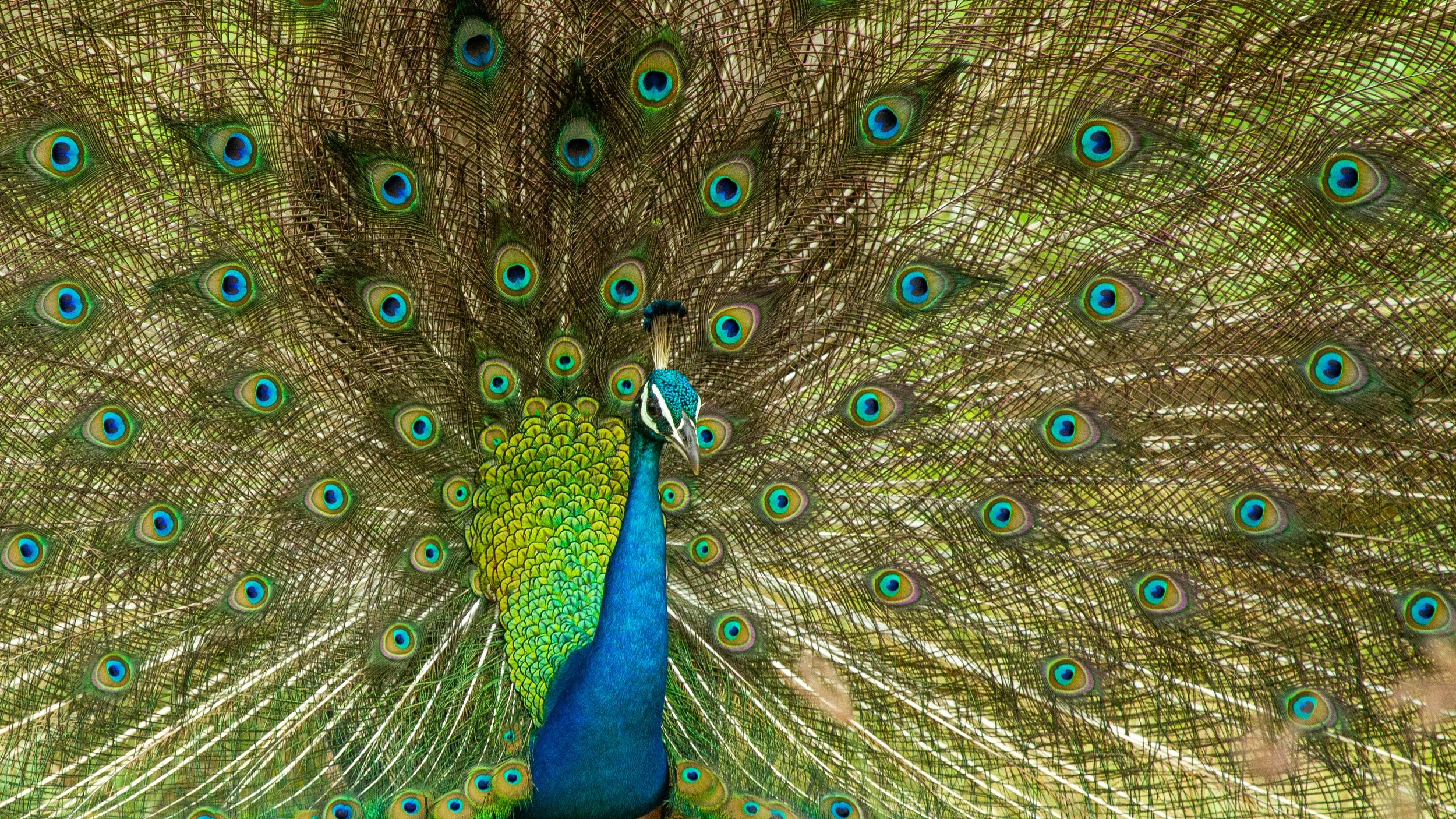 wildlife4.jpg