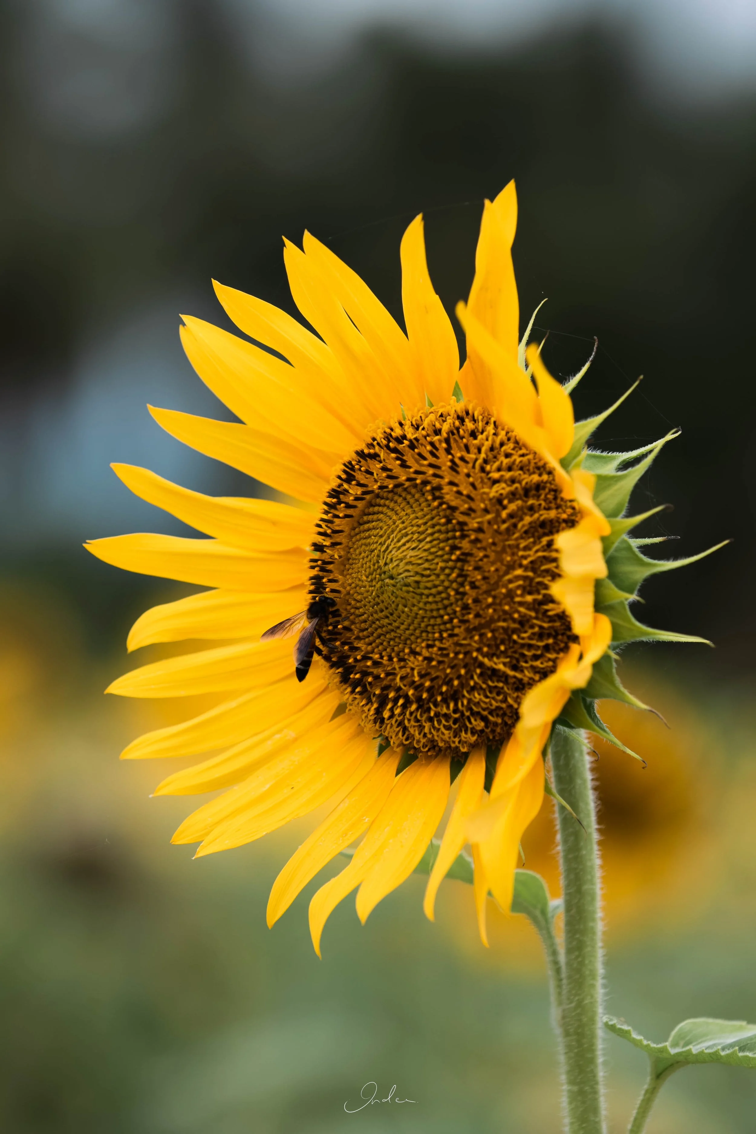 sunflowerbee.jpg