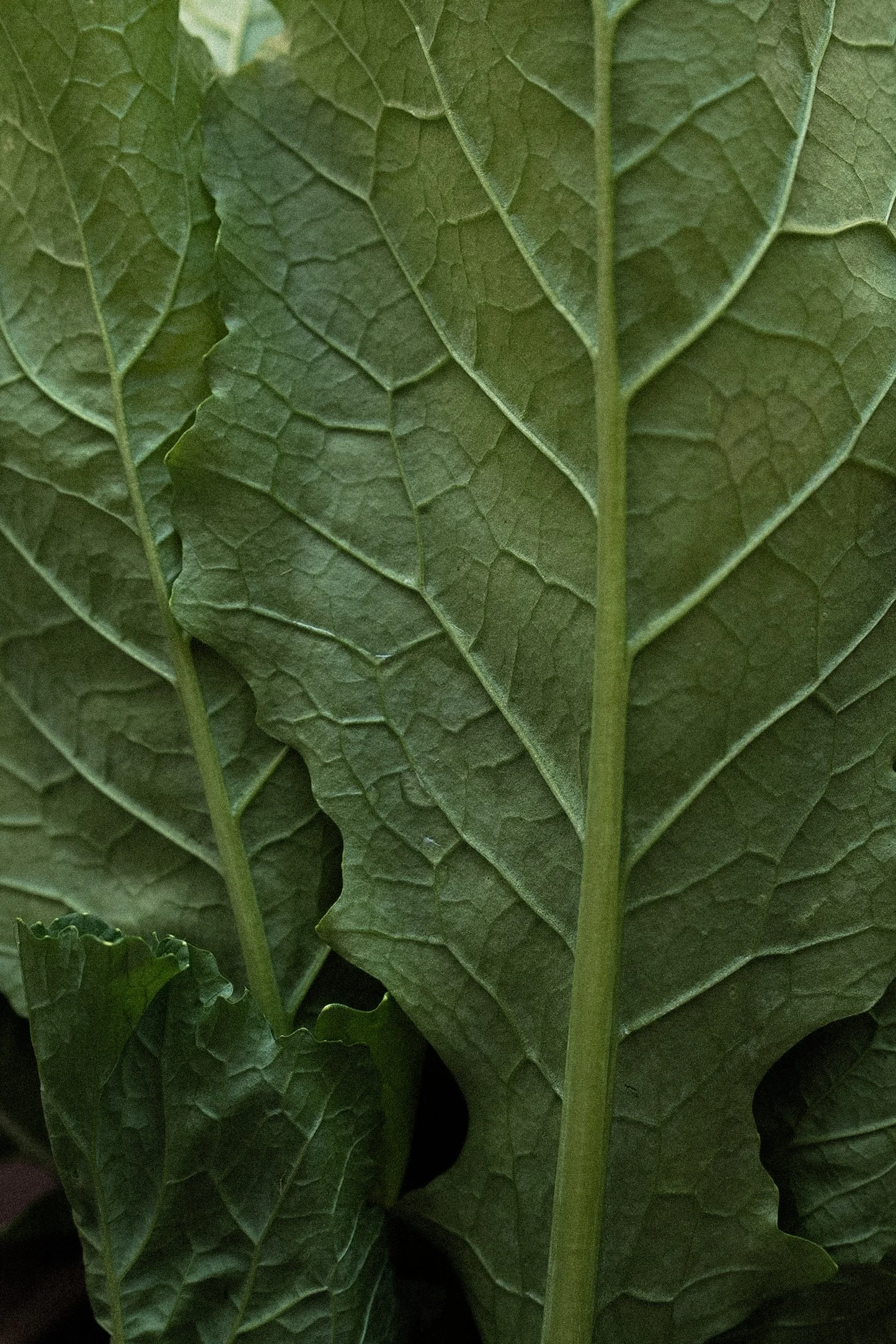 DSC06915-2-Edit.jpg