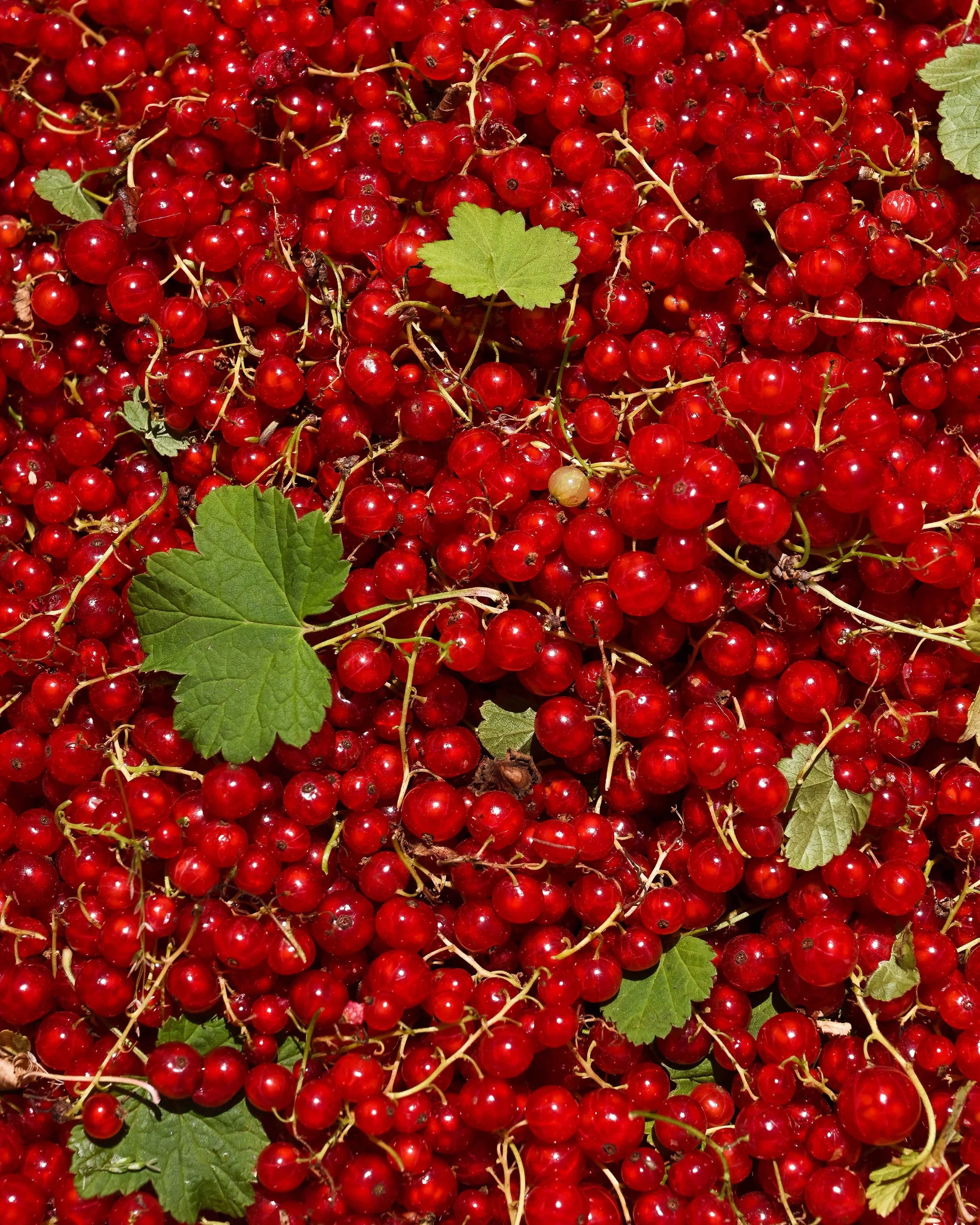 currants_IG.jpg