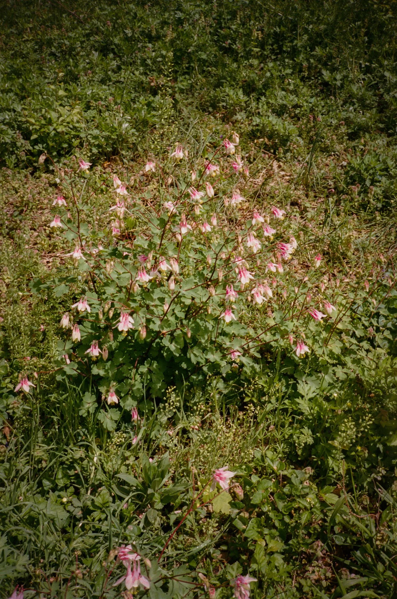 102297_SHU_003_27.jpg