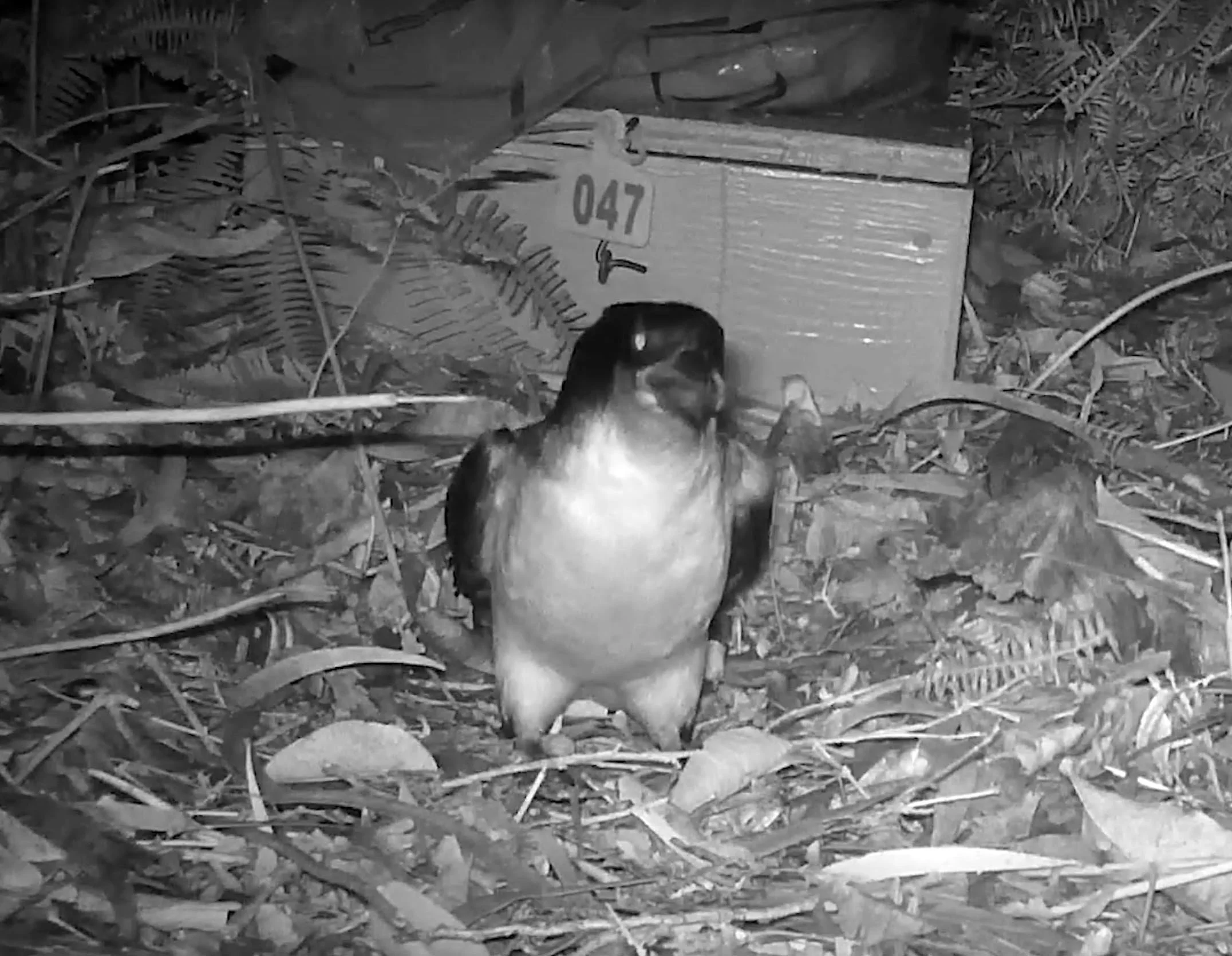 First Use Of Nest Boxes By ʻAʻo