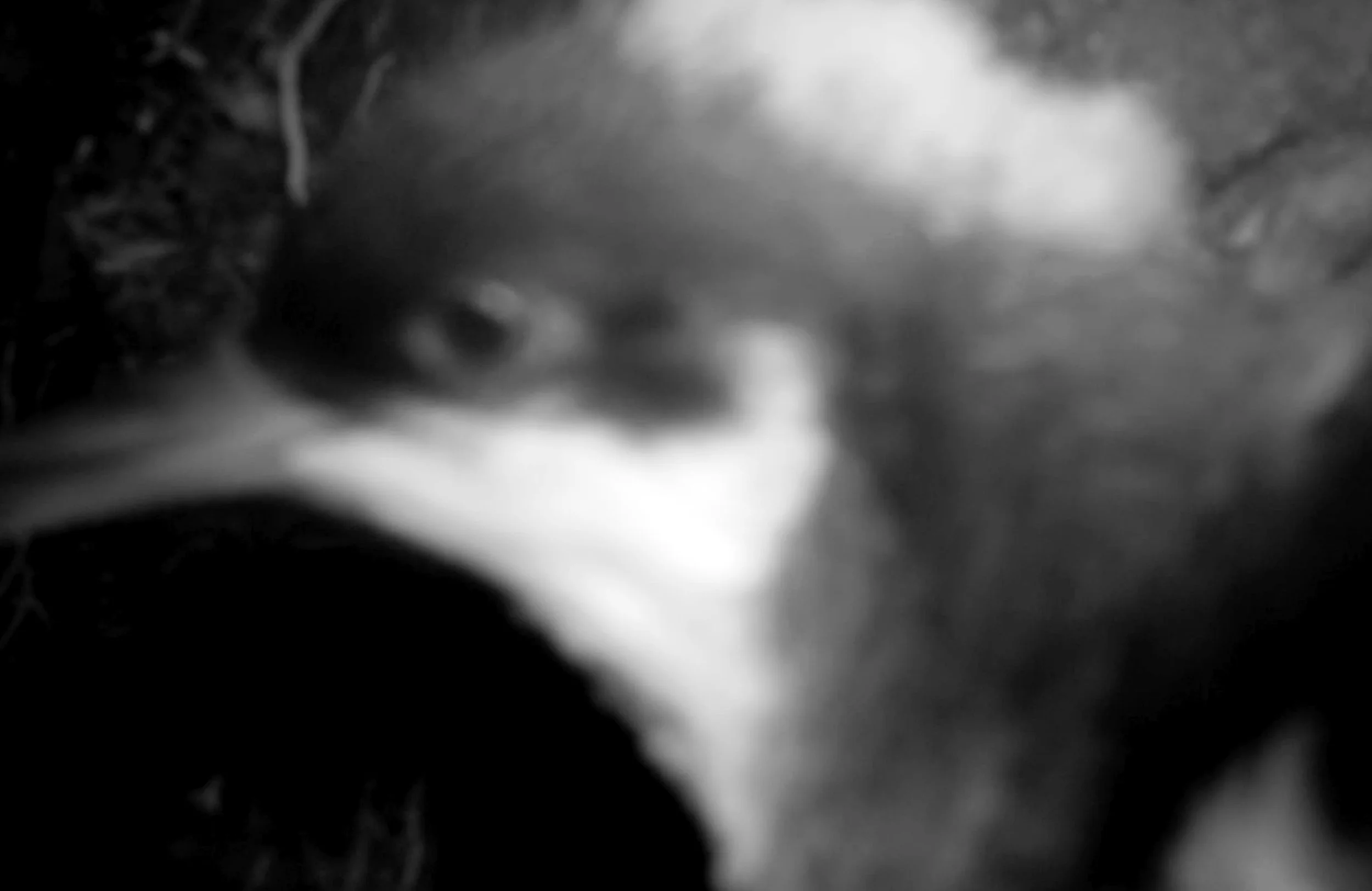 First Confirmed Fledging of an 'A'o at Pōhākea Social Attraction Site