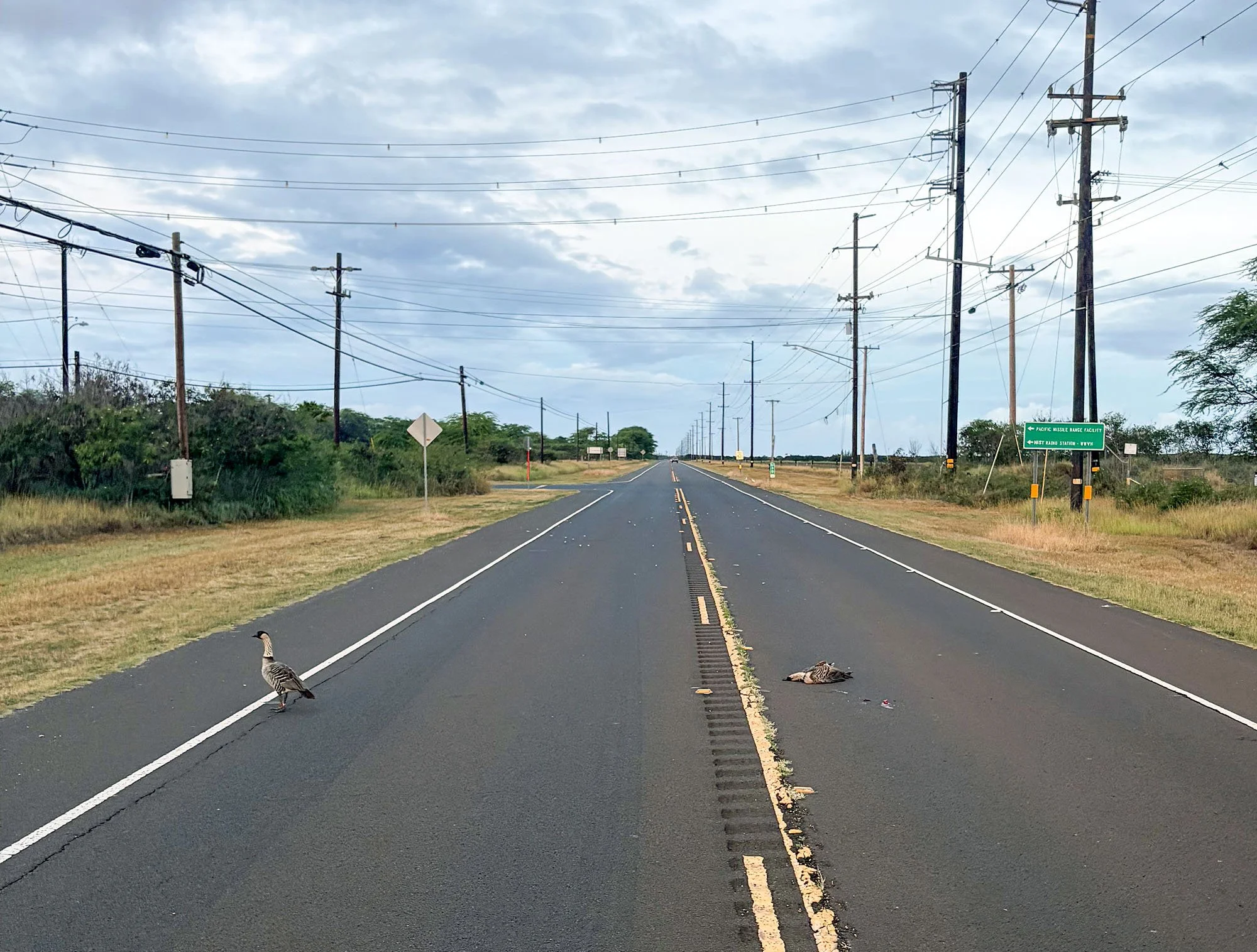 ARC Biologist Jillian Soller Discusses Nēnē Road Safety in Hawaiʻi Public Radio Interview