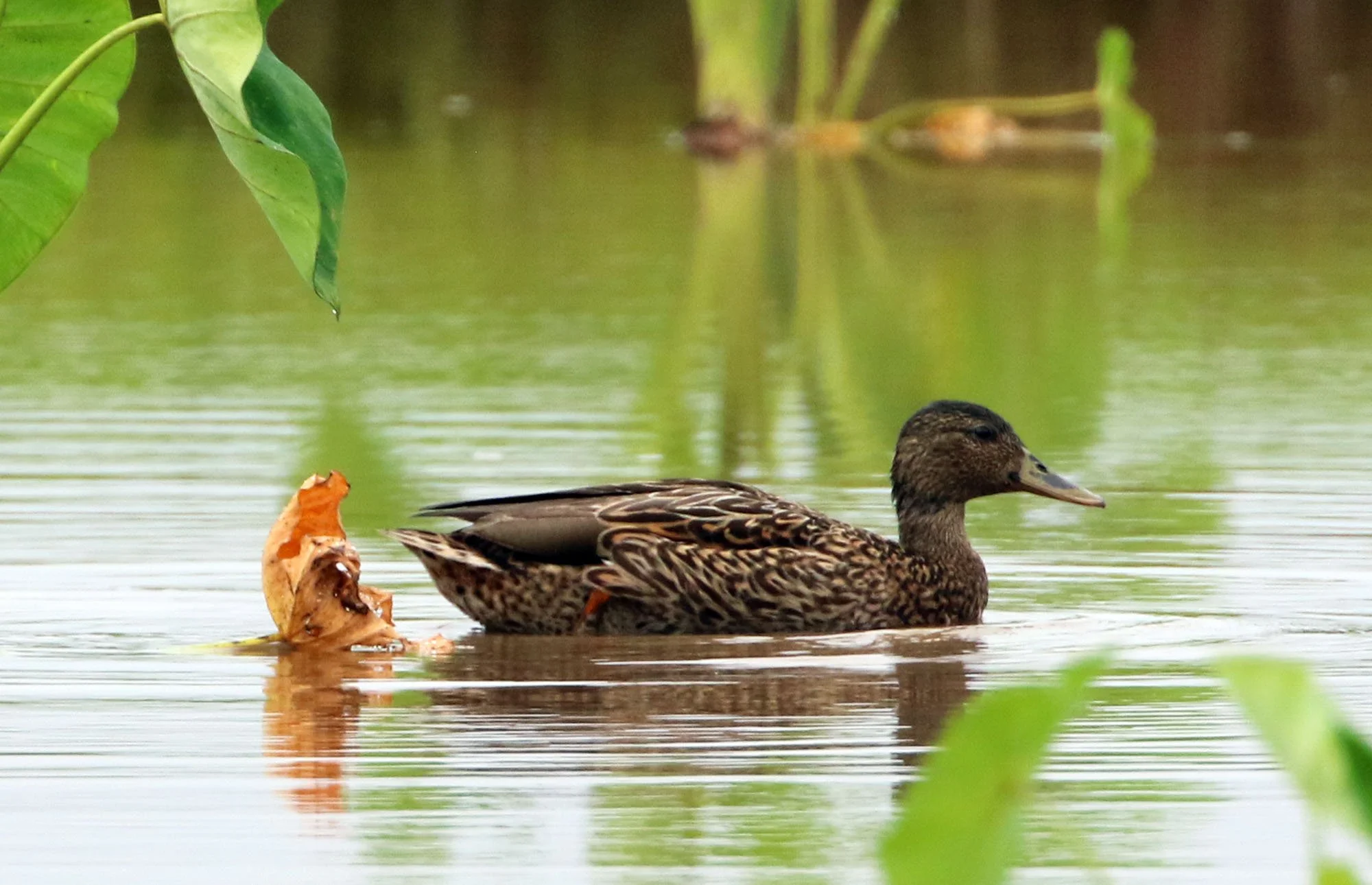 Helen Raine on Kauaʻi’s First Avian Flu Case in Endangered Koloa Maoli