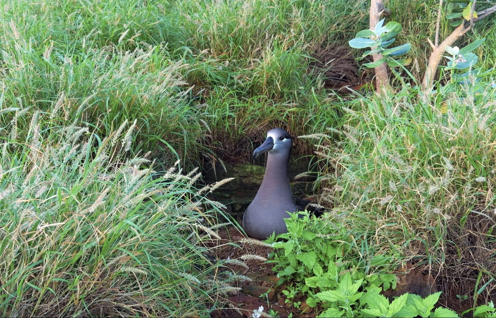 Recovering Tracking Devices of Albatross on Lehua Islet