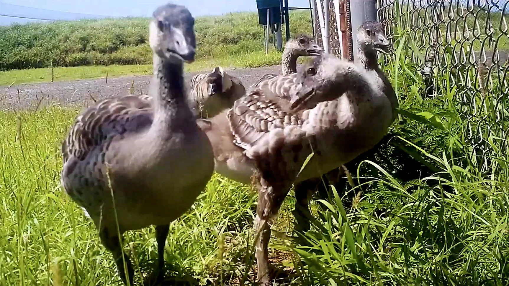 Nēnē Cuteness from the Mānā Plains Project Area