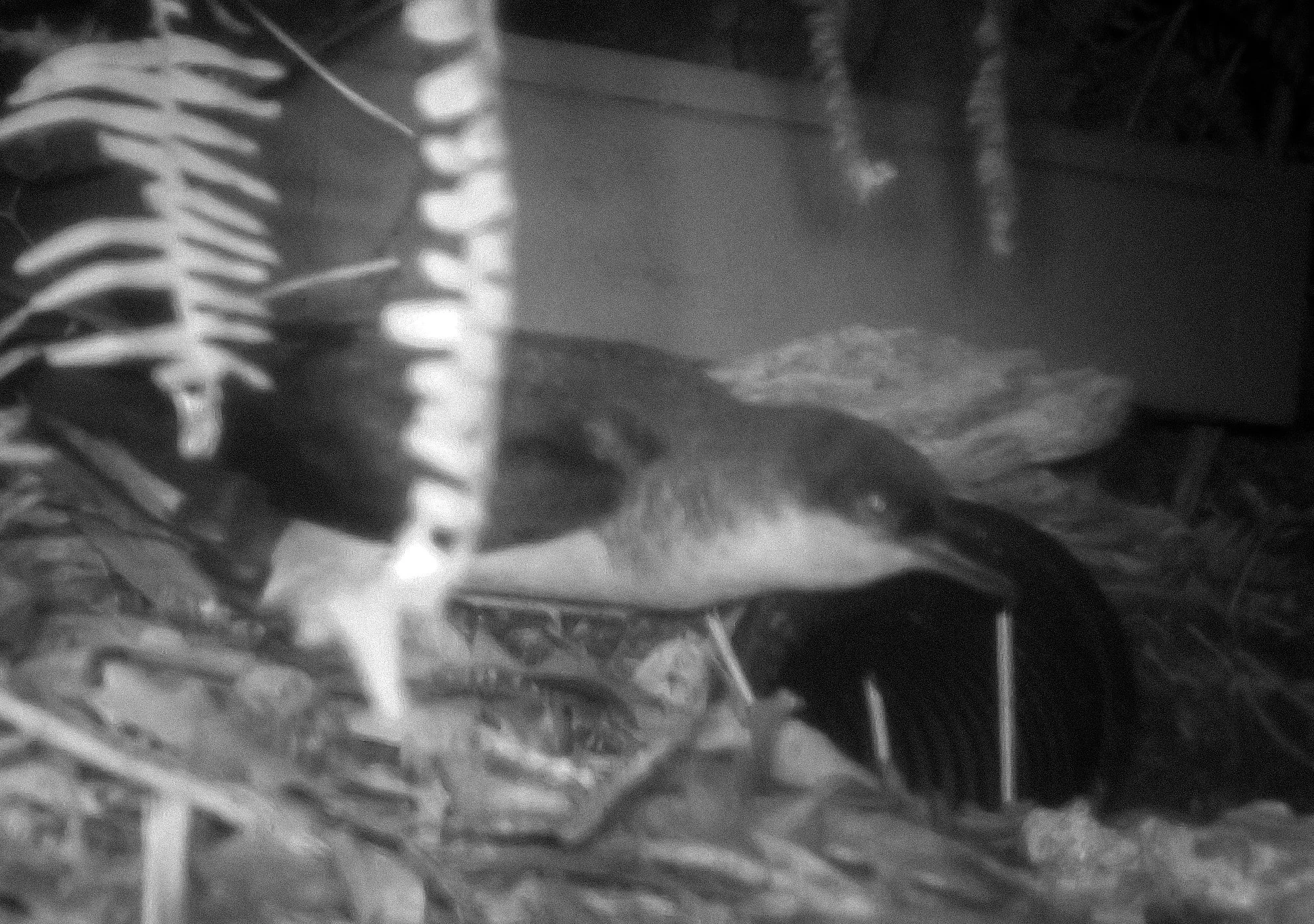 Honopū Social Attraction Site, Kauaʻi