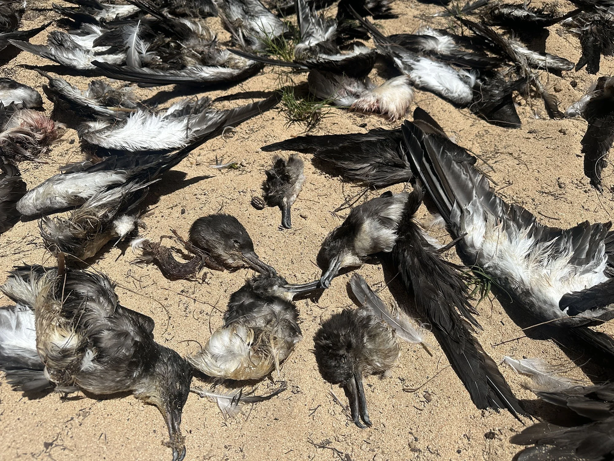 Massacre of 'ua'u kani near Shipwreck beach - April 2026