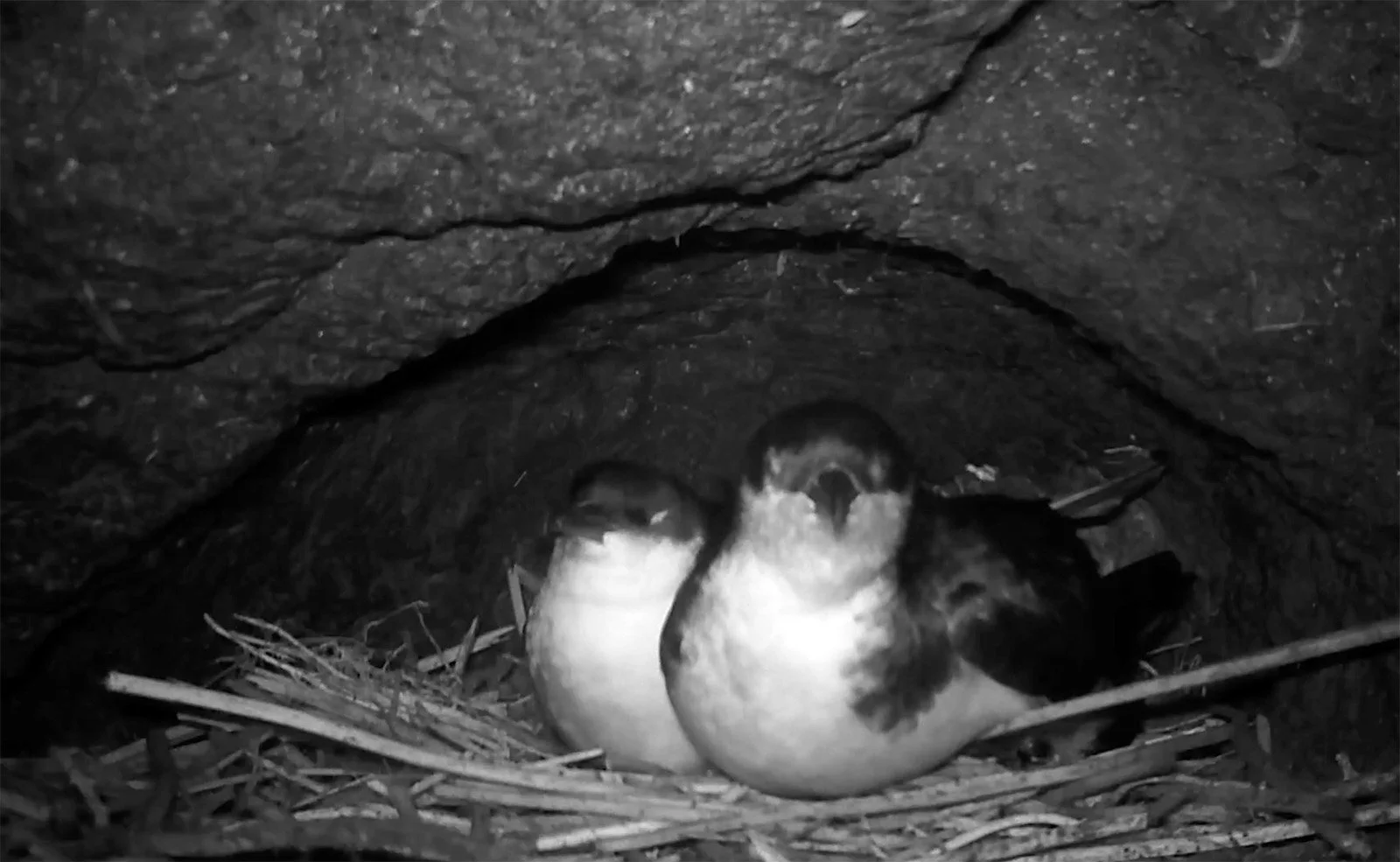ʻAʻo Breeding Behavior