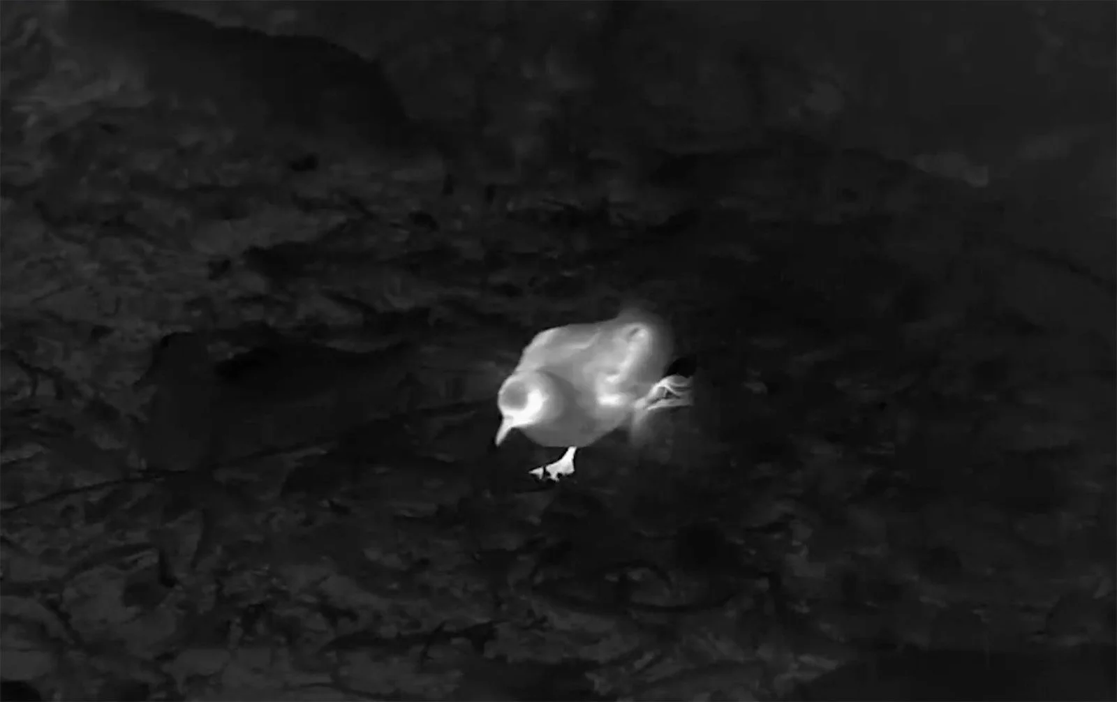 New Arrivals At The Honopū Social Attraction Site