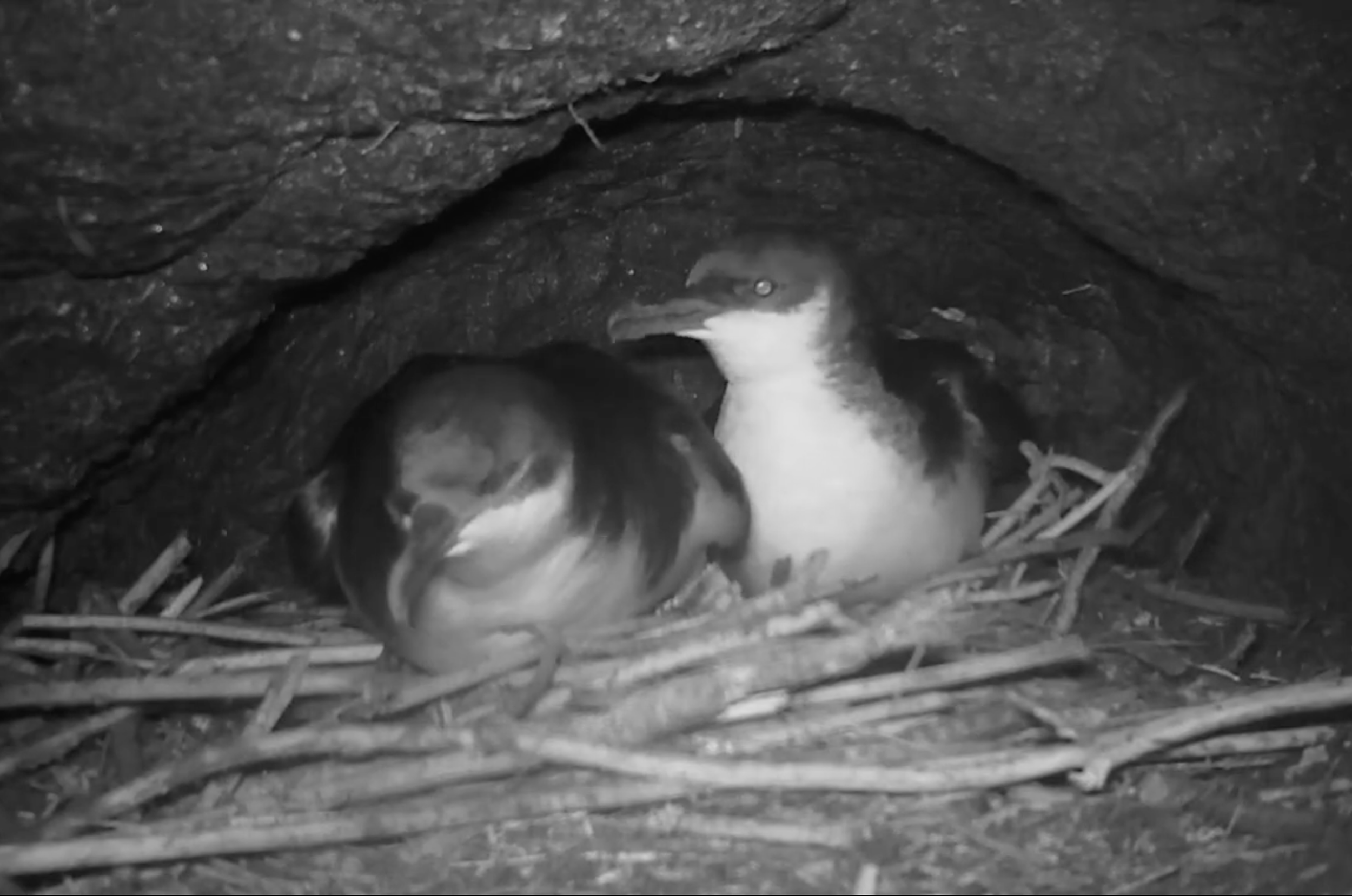 'A'o Nest Cam - egg laying and incubation