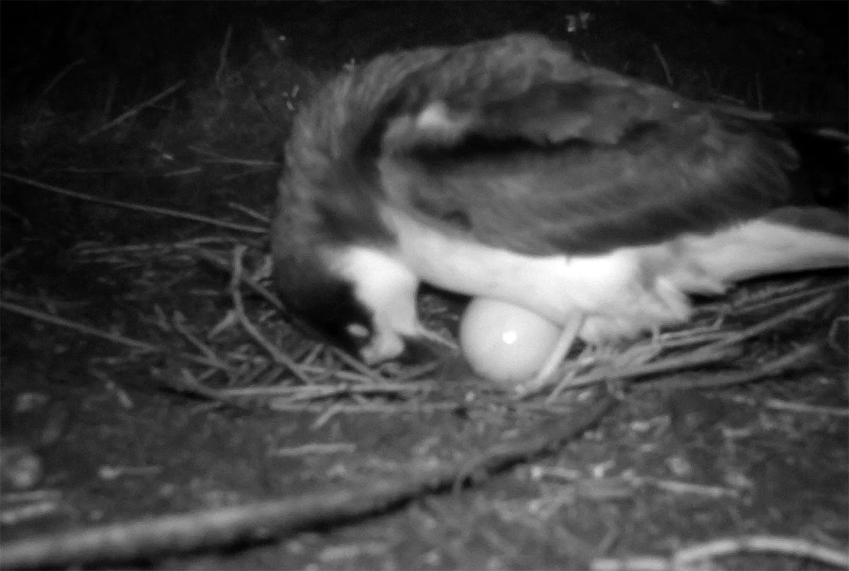 ʻUaʻu burrow camera: Incubation Phase