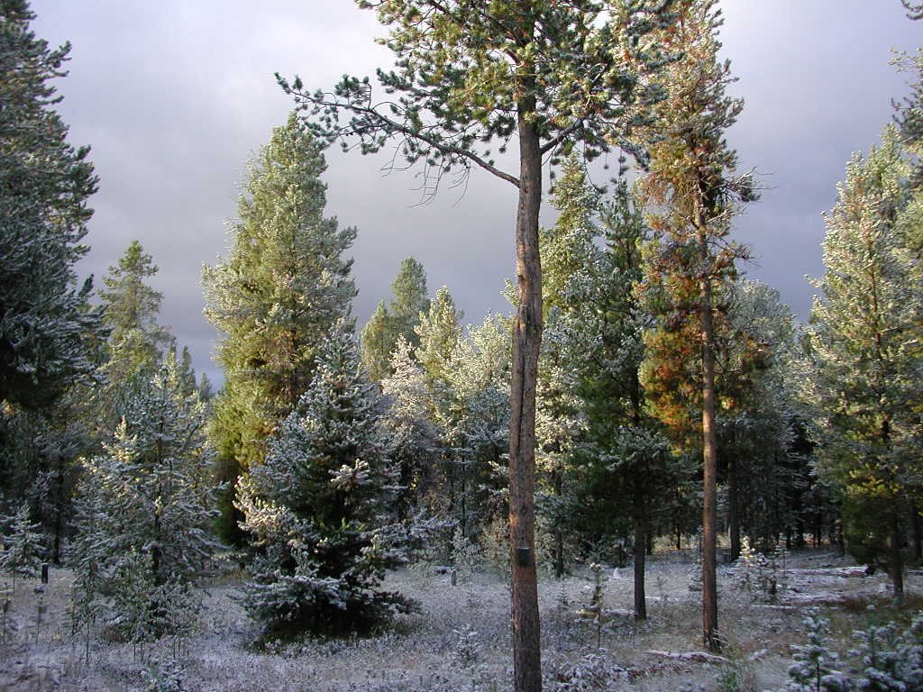 Palooza01LogDay2Snow2.jpg