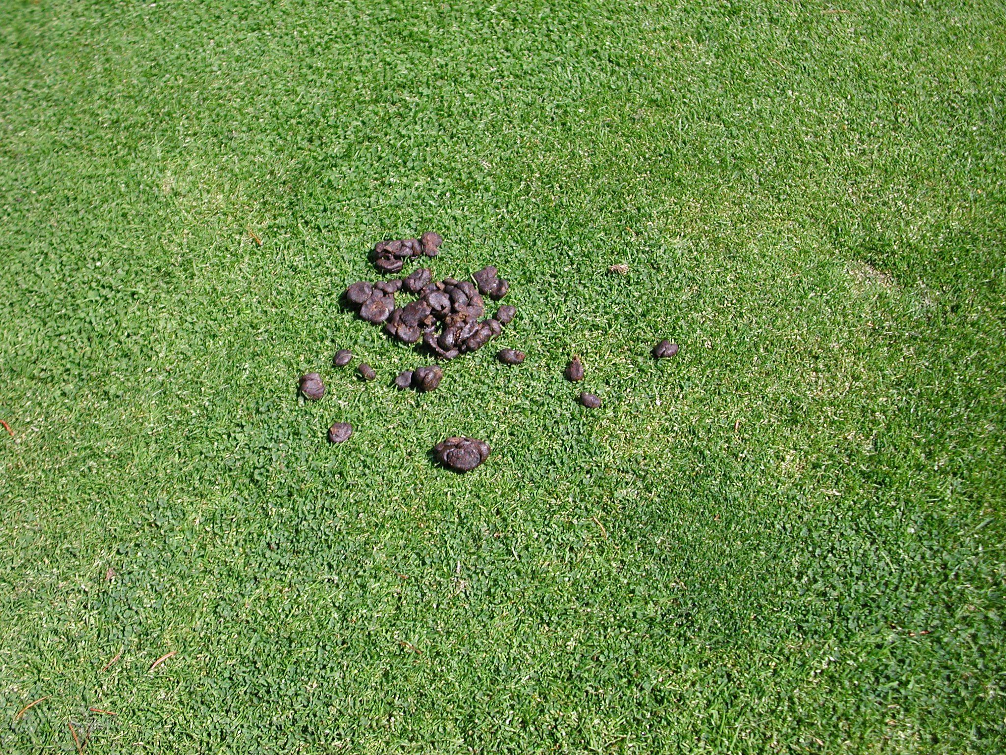 Palooza02ThuGolfLoaf.jpg