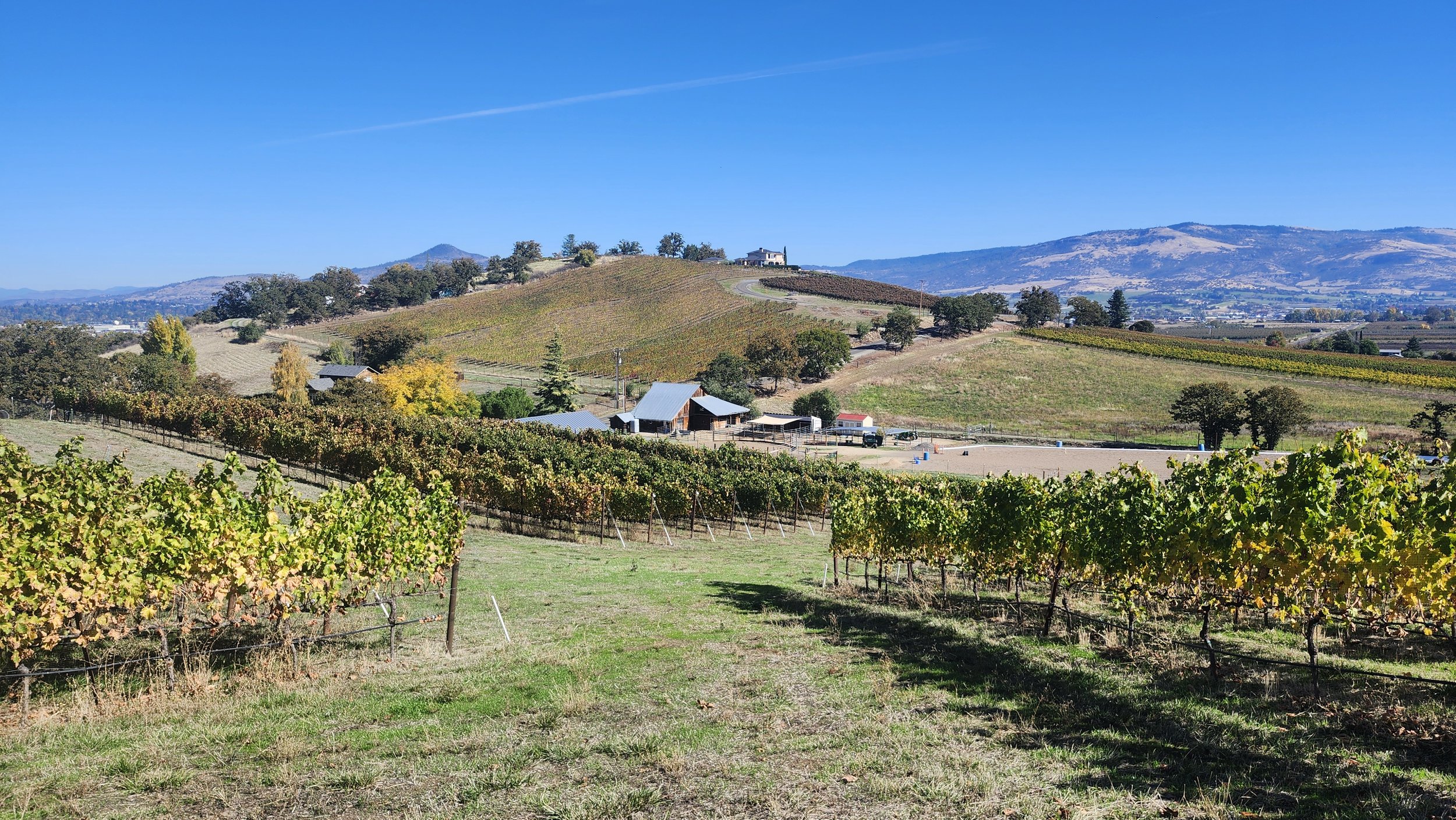 Vineyard with rows of grapevines on rolling hills and a few farm buildings, under a bright blue sky with mountain range in the background.