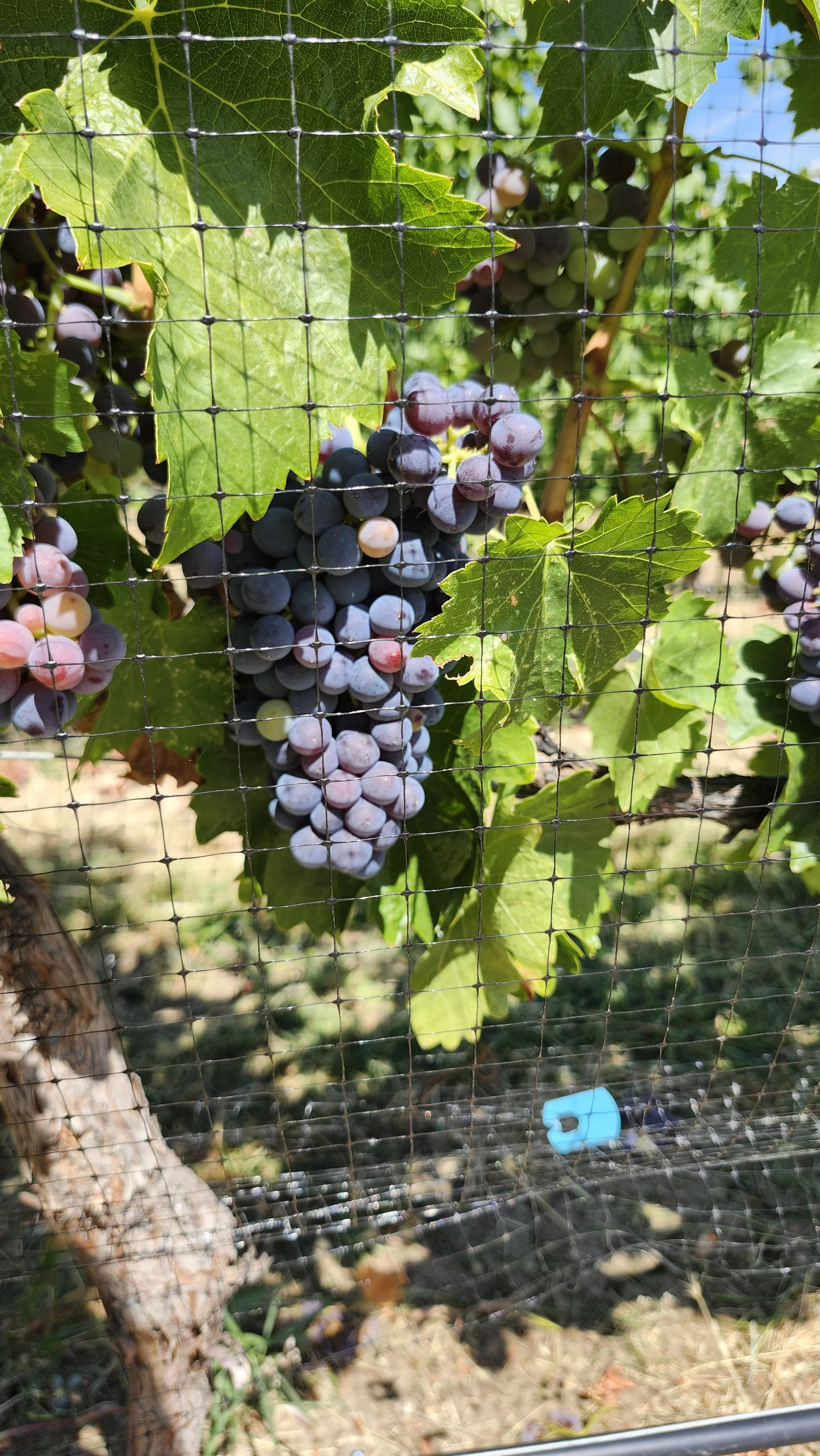 A bunch of purple grapes hanging on a vine behind a wire mesh, with green leaves around the grapes.