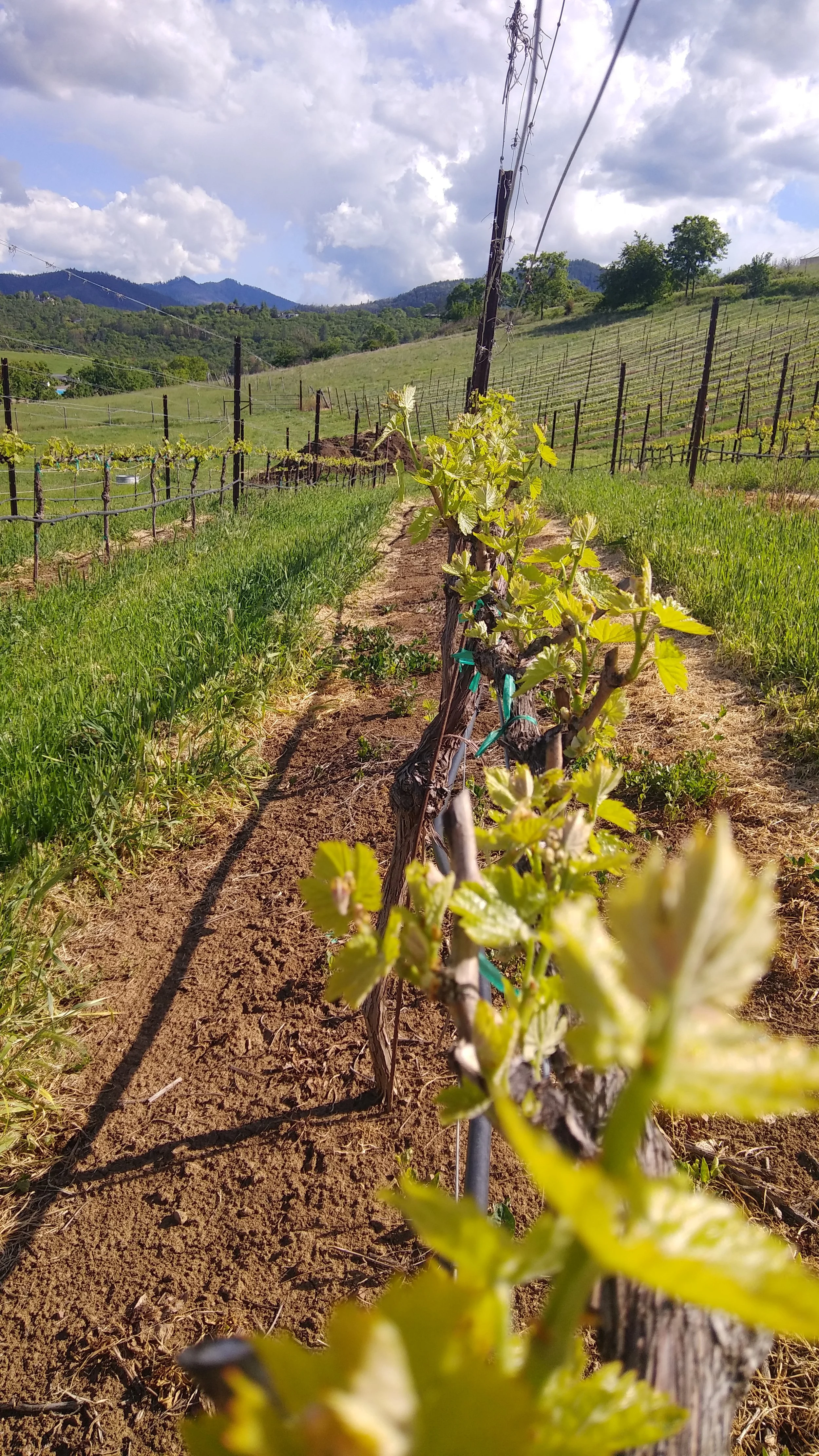 Vineyard with young grape plants growing along a trellis in a rural landscape with rolling hills and mountains in the background under a partly cloudy sky.
