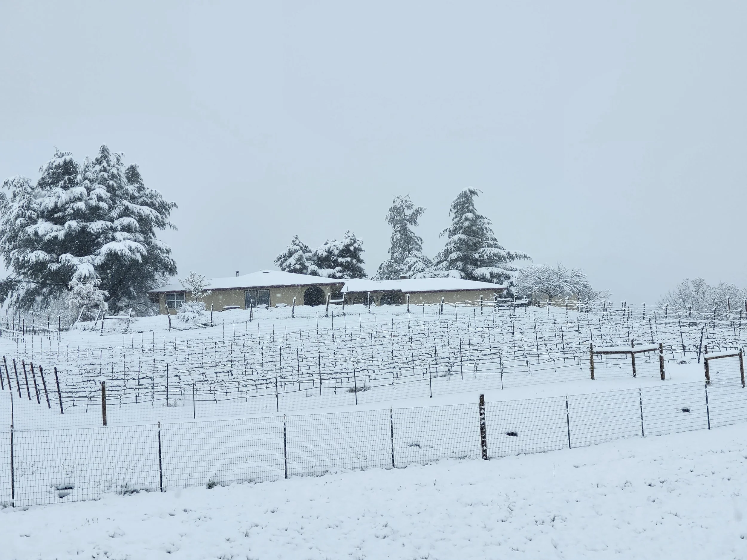 Snow-covered trees and a house in a snowy vineyard landscape, with a wire fence in the foreground.