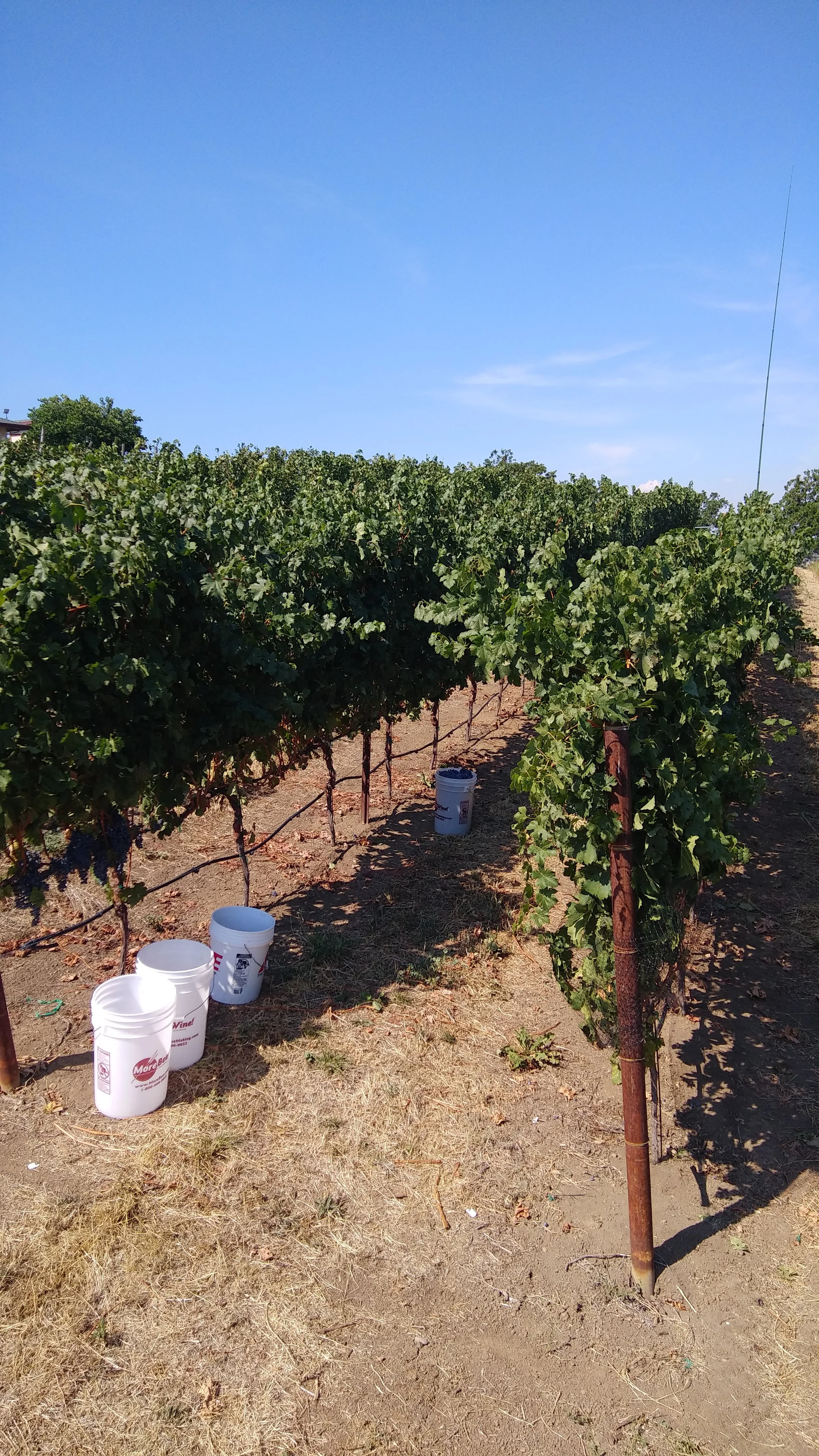 Grapevines in a vineyard with buckets on the ground and a clear blue sky overhead.