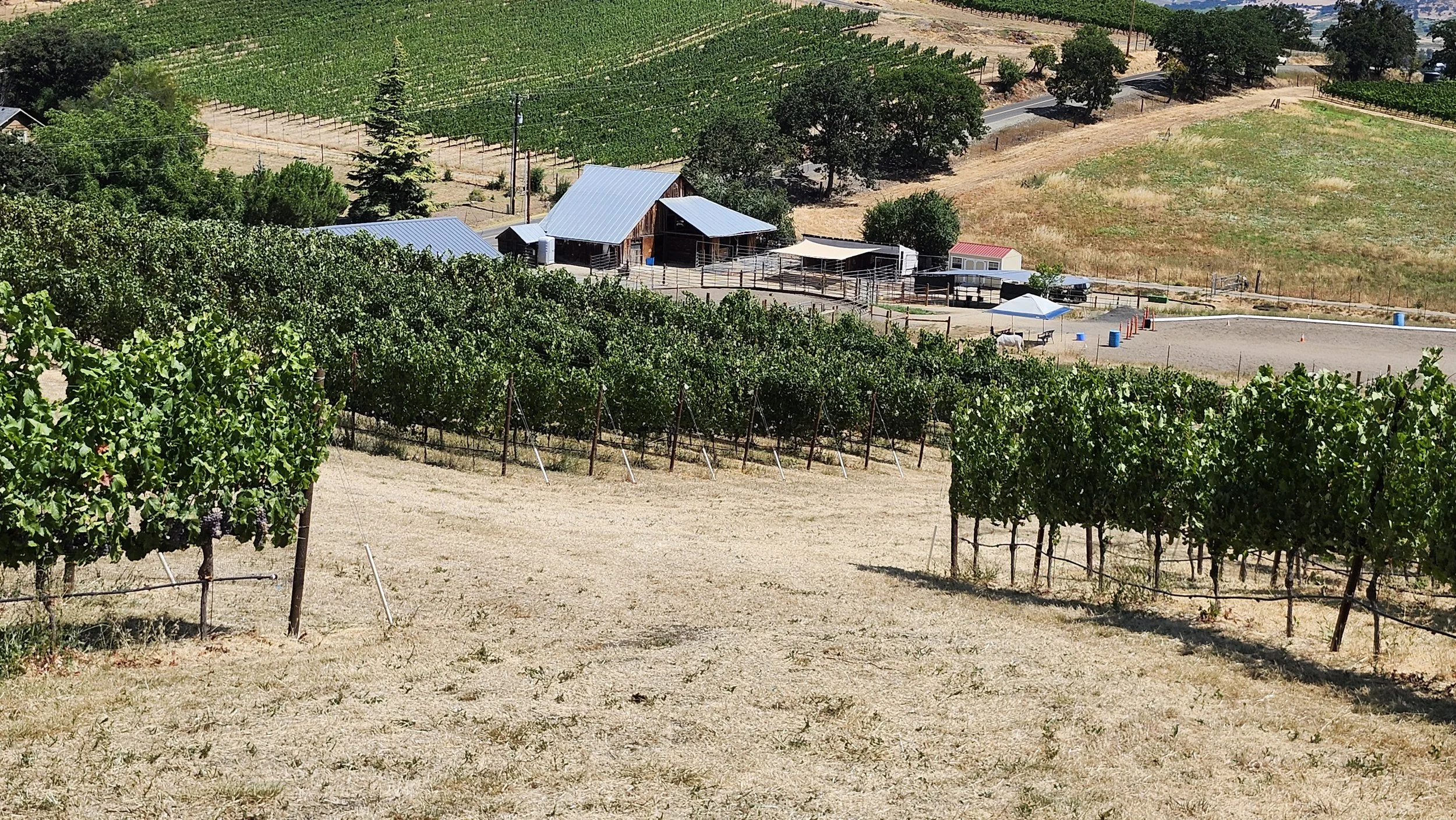 Aerial view of a vineyard with rows of grapevines, a barn with a metal roof, trees, gravel road with traffic cones and barrels, and open fields on a sunny day.