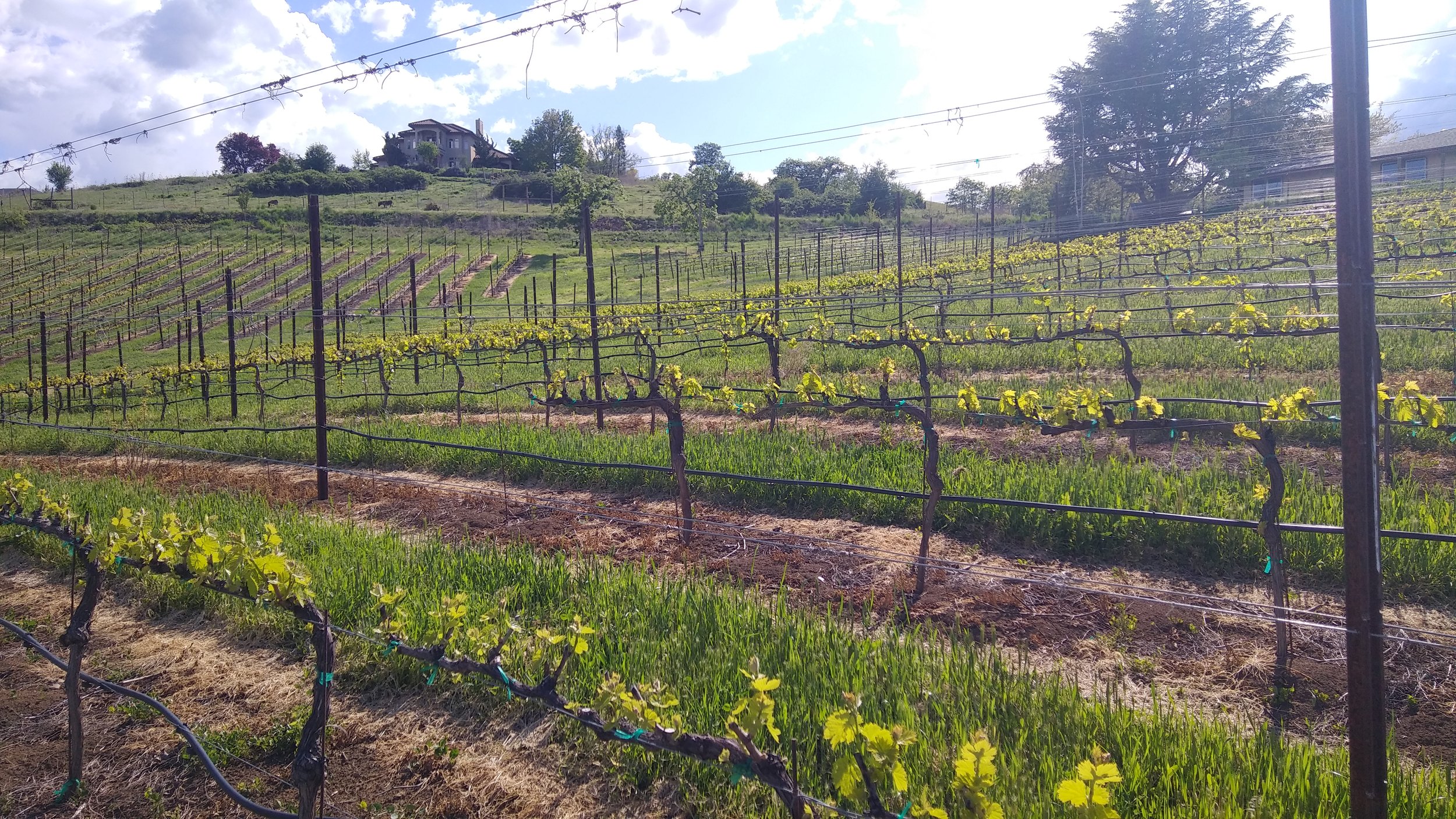 Vineyard with rows of grapevines on a hillside and a house in the background under a partly cloudy sky.
