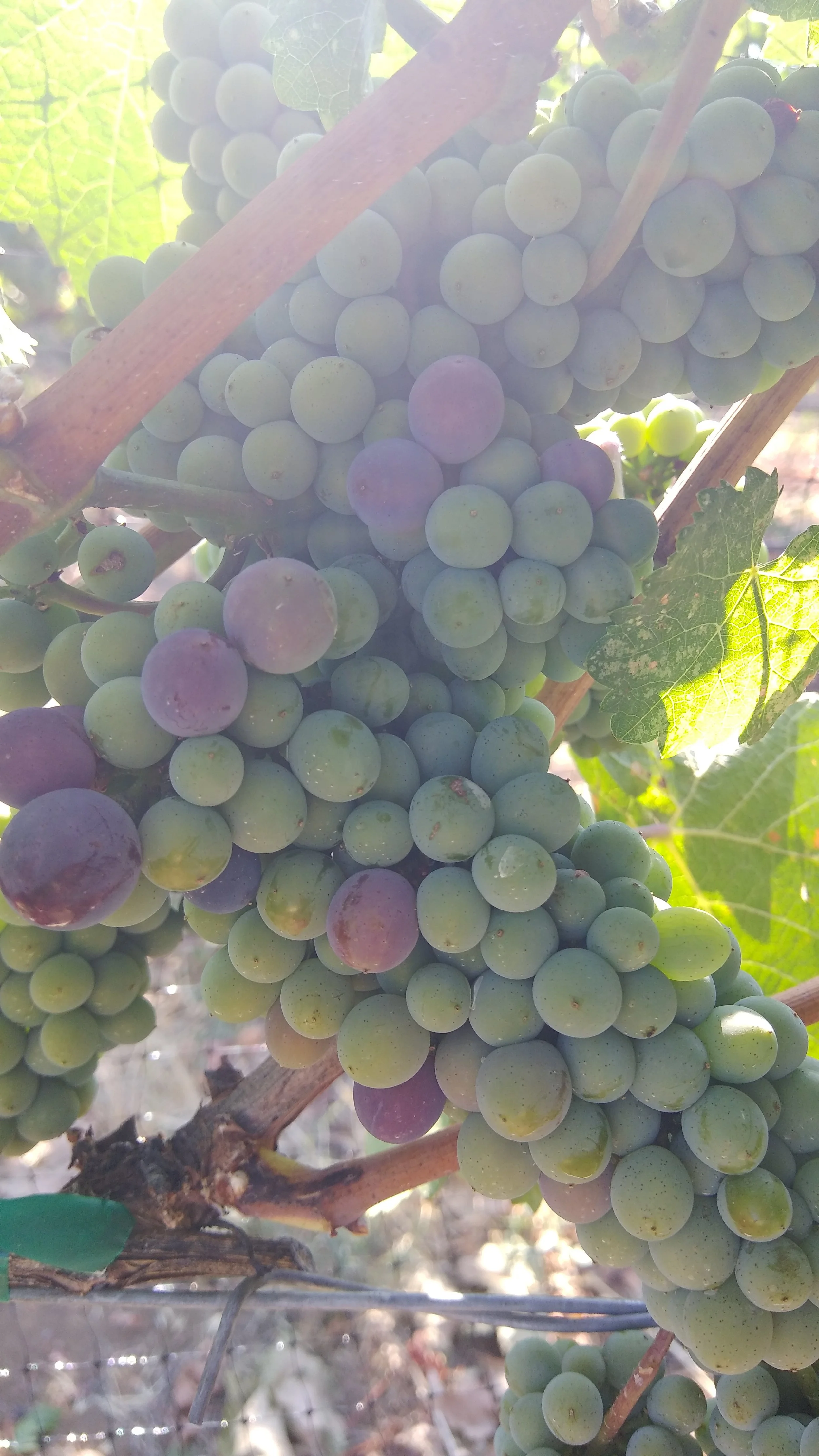 Close-up of green and purple grapes hanging in a vineyard.