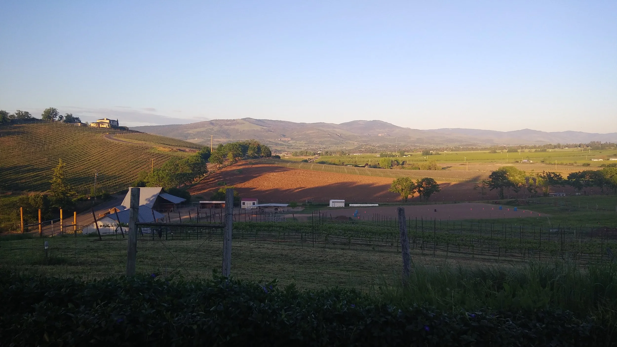 Scenic view of rolling hills and vineyards under a clear blue sky with some distant mountains and a few farm buildings.