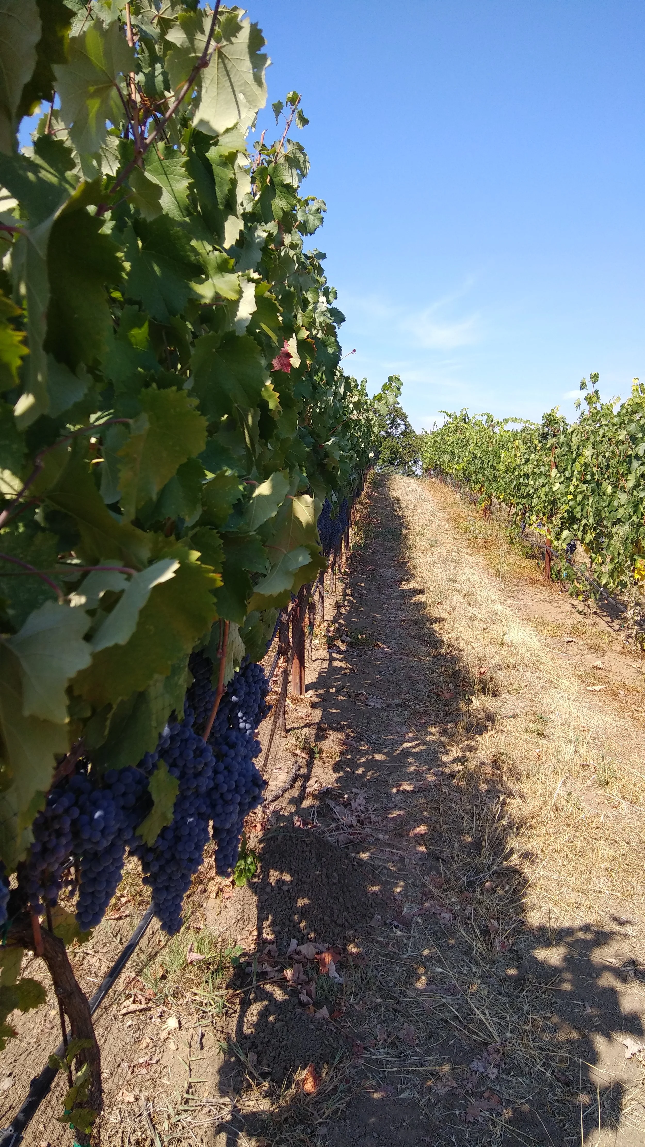 A vineyard with grapevines on either side of a dirt path under a clear blue sky.