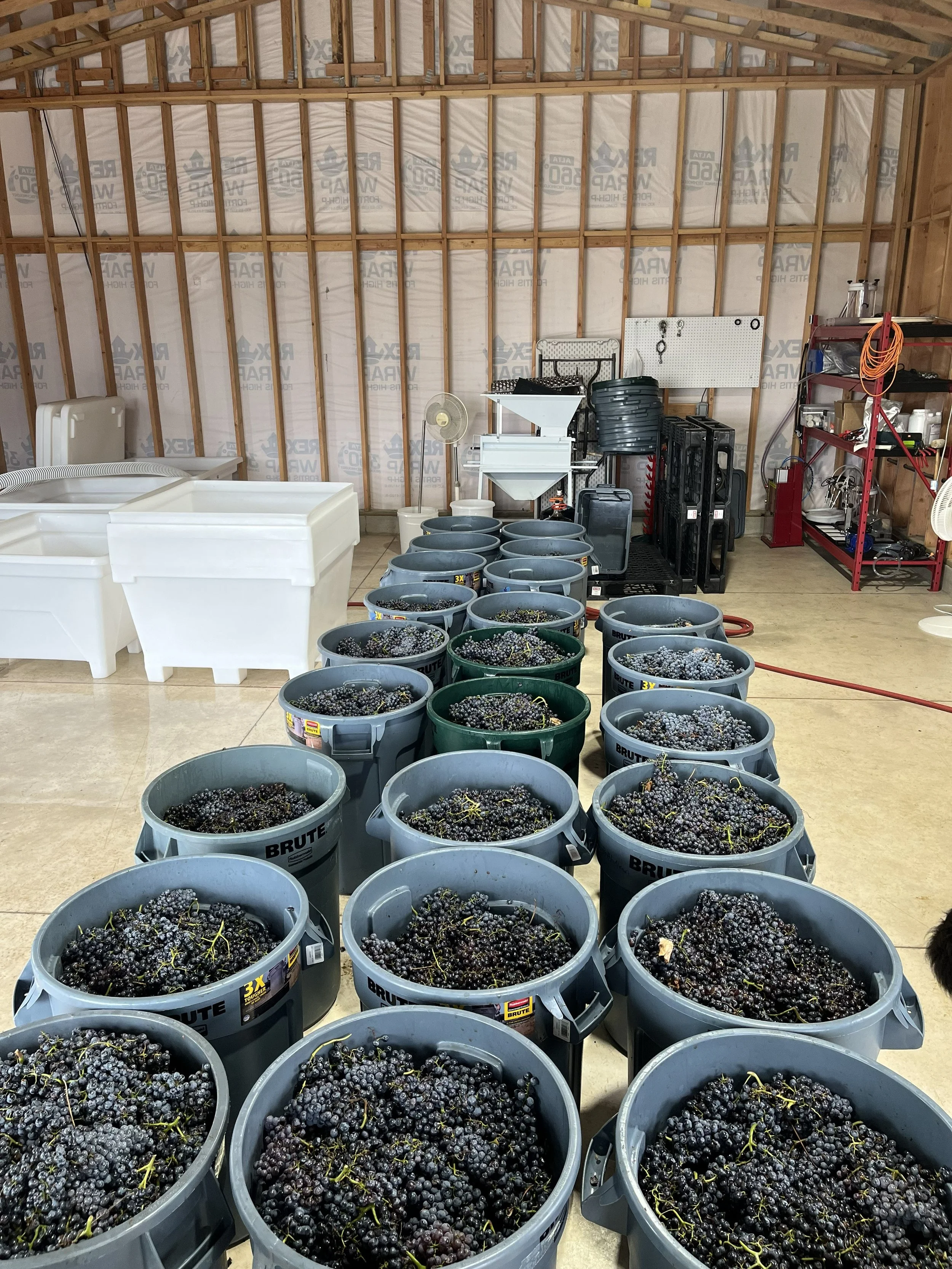 Baskets filled with freshly harvested grapes inside a metal building with wooden framing, likely a wine cellar or vineyard storage facility.