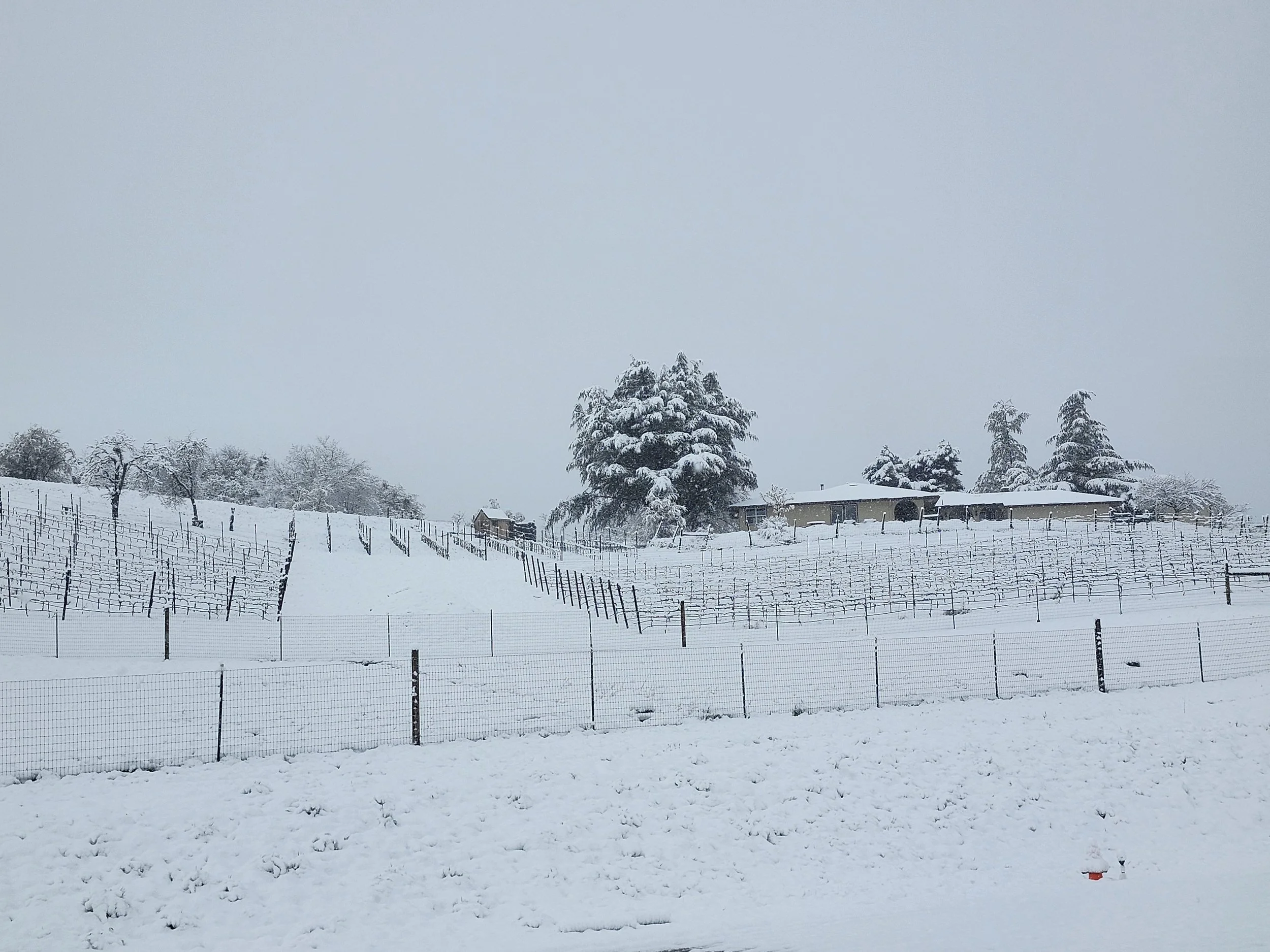 Snow-covered landscape with a vineyard, trees, and farm buildings under a cloudy sky.