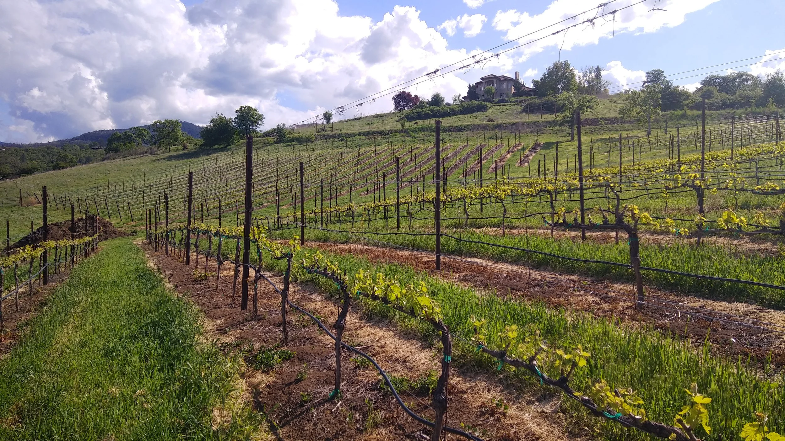 Vineyard on a sunlit hillside with rows of grapevines, some trees, a house at the top, and partly cloudy sky.