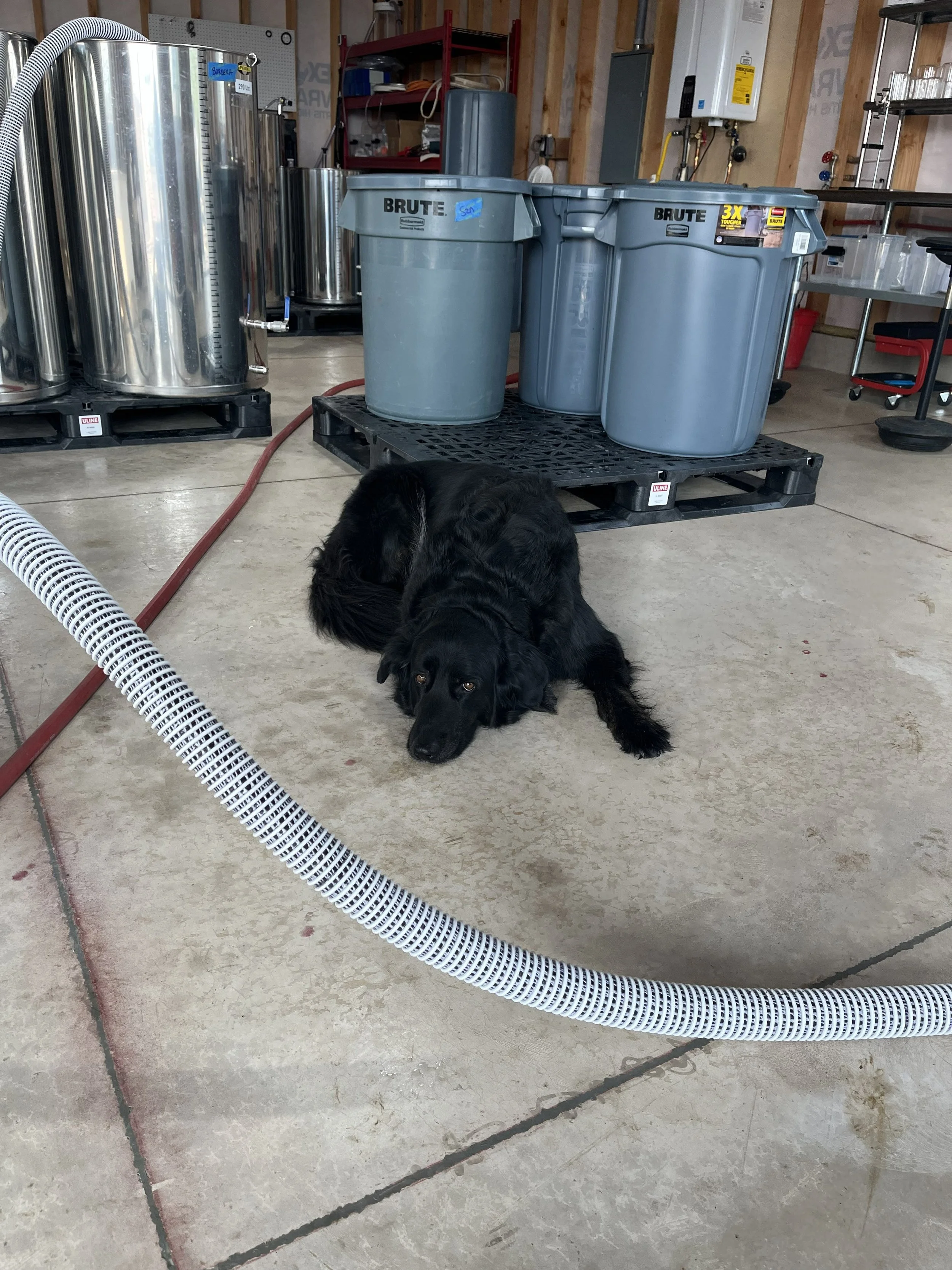 A black dog lying on a concrete floor in a workshop or garage with gray storage bins, a red toolbox, metal plumbing pipes, and electrical panels in the background.