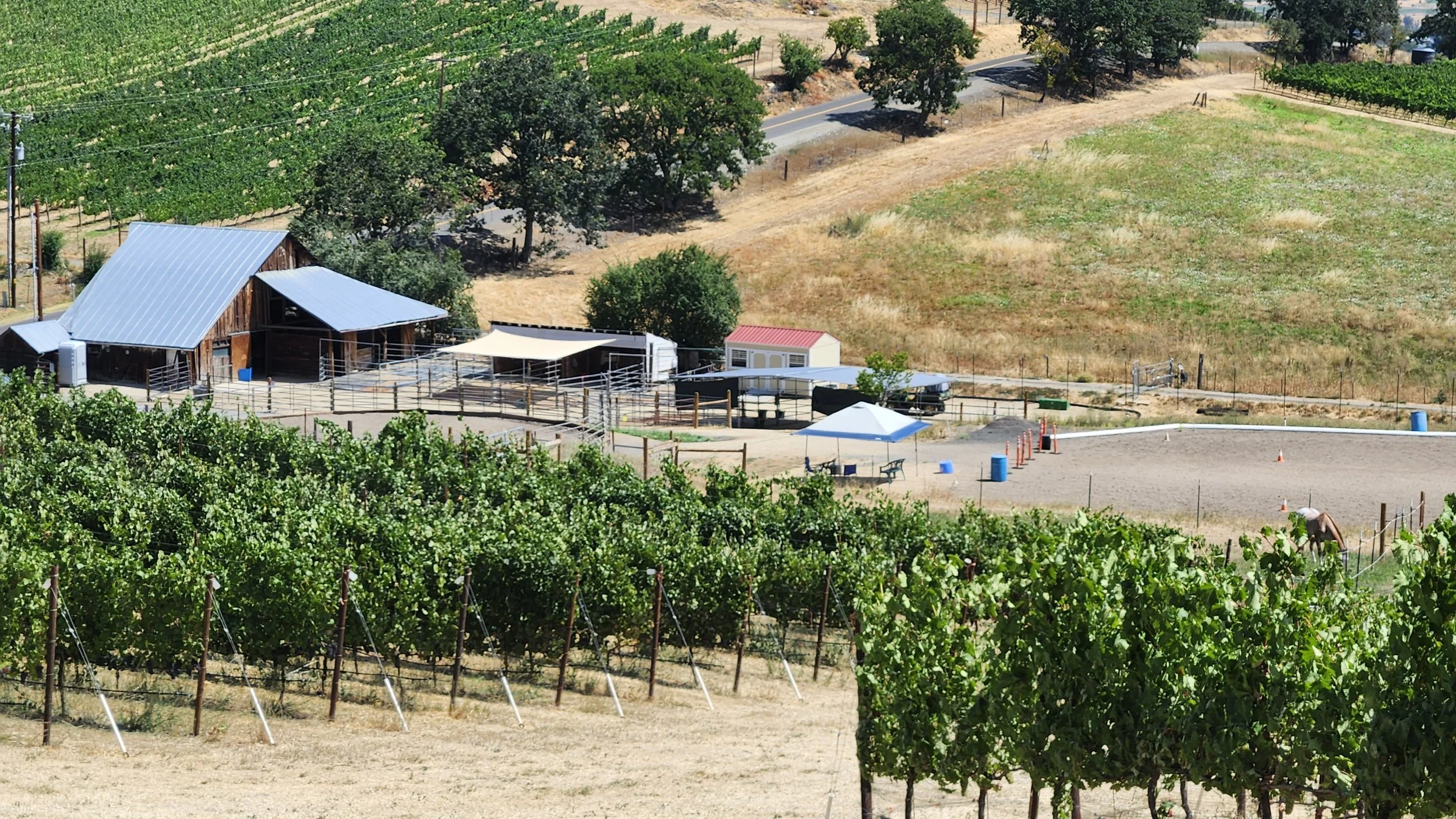 A vineyard with grapevines, a barn with a silver metal roof, and surrounding trees in a rural area.